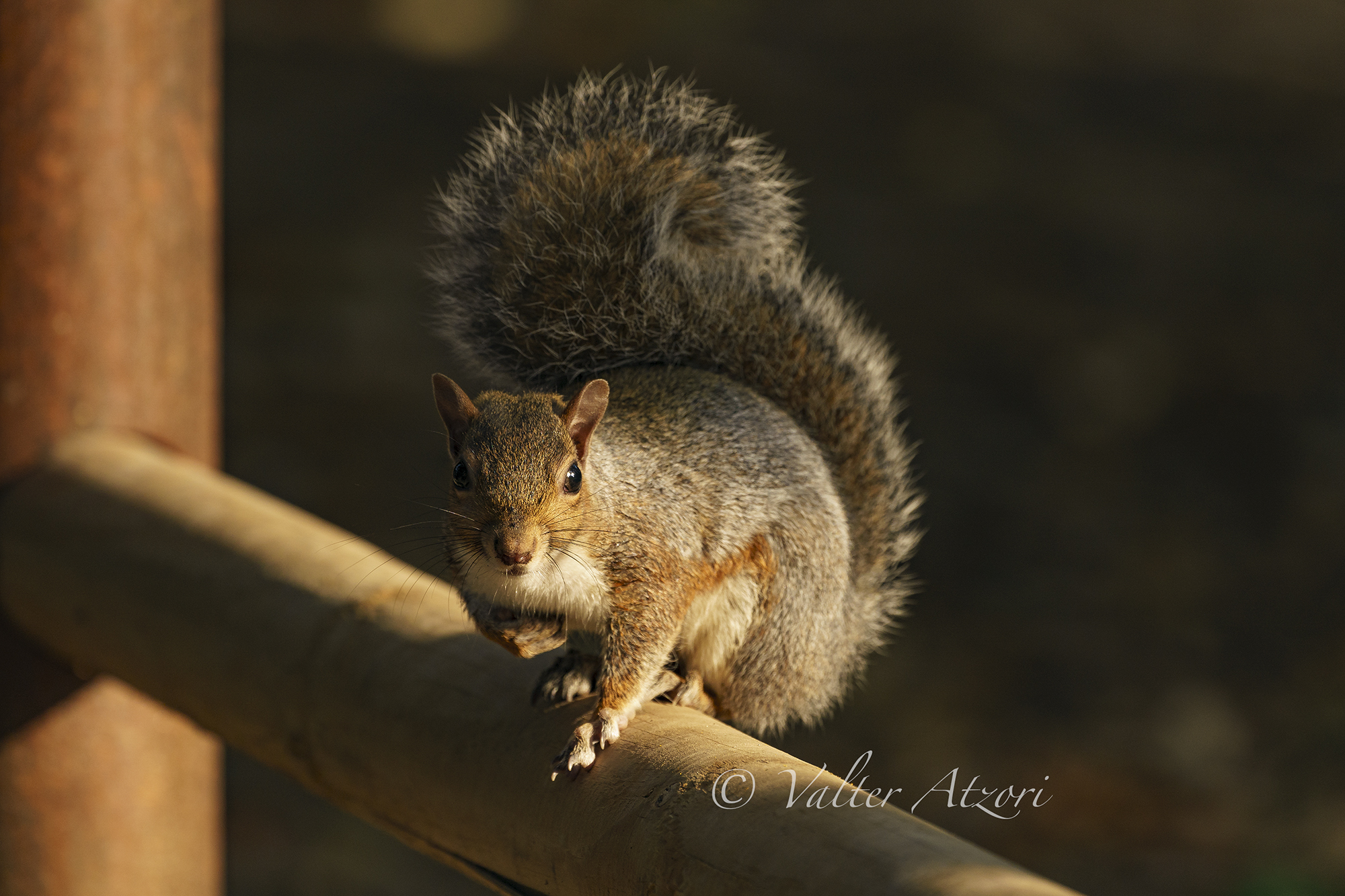 Gray squirrel