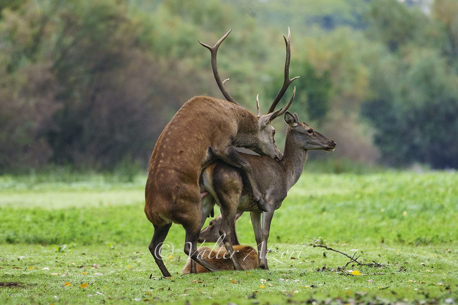 Coupling deer during the bush