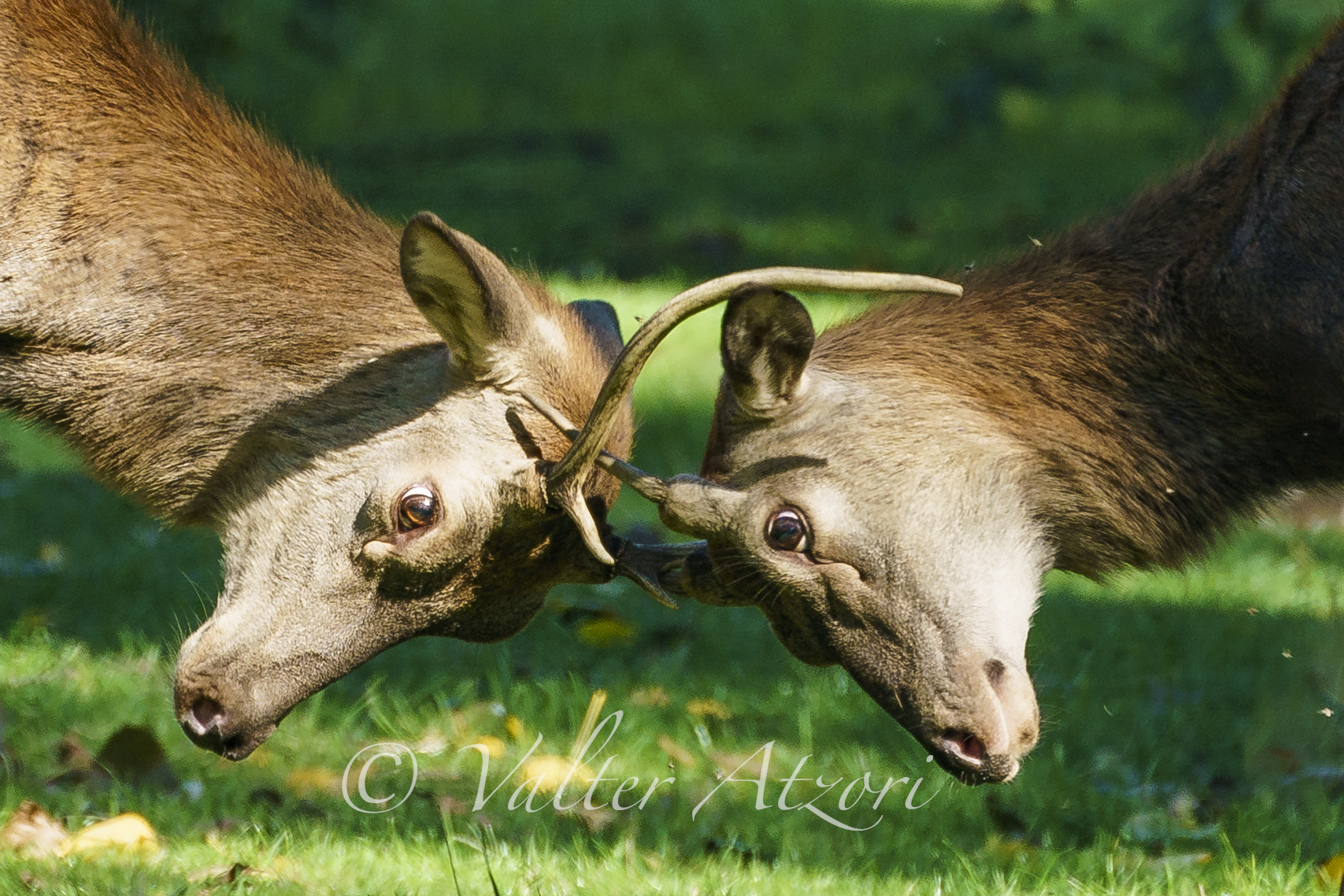 schermaglie among young deer
