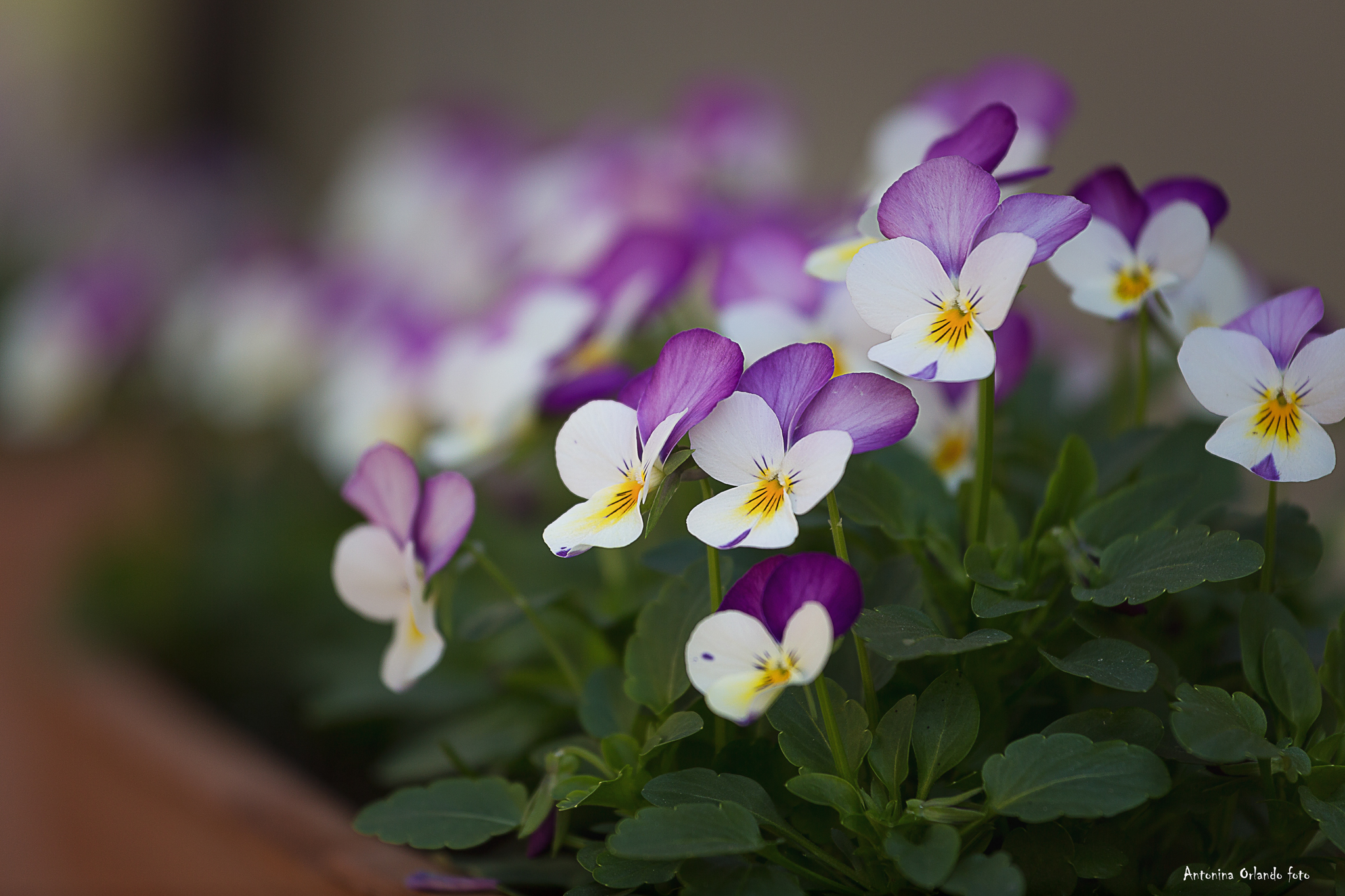 violations of thought