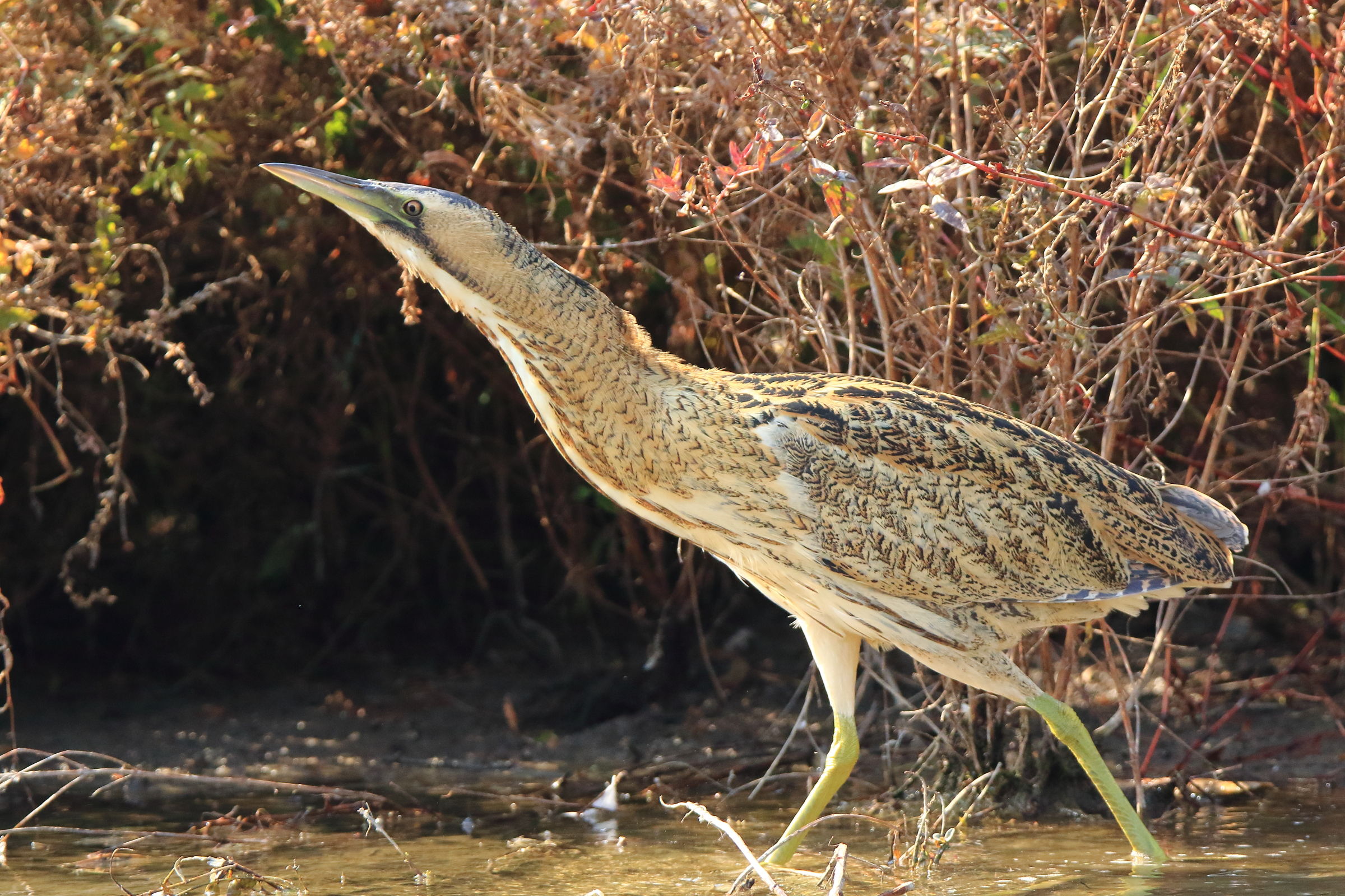 Bittern