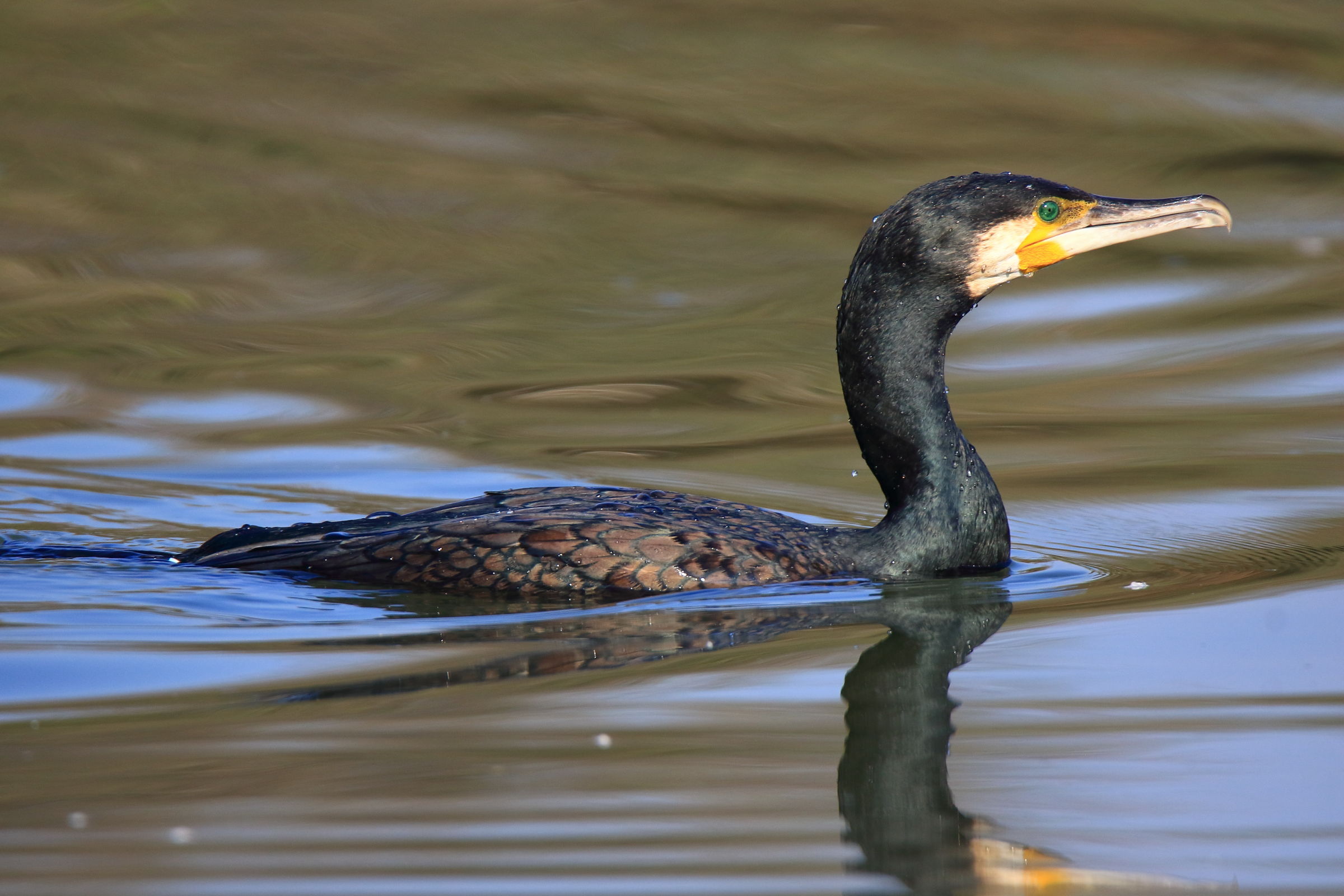 Cormorant