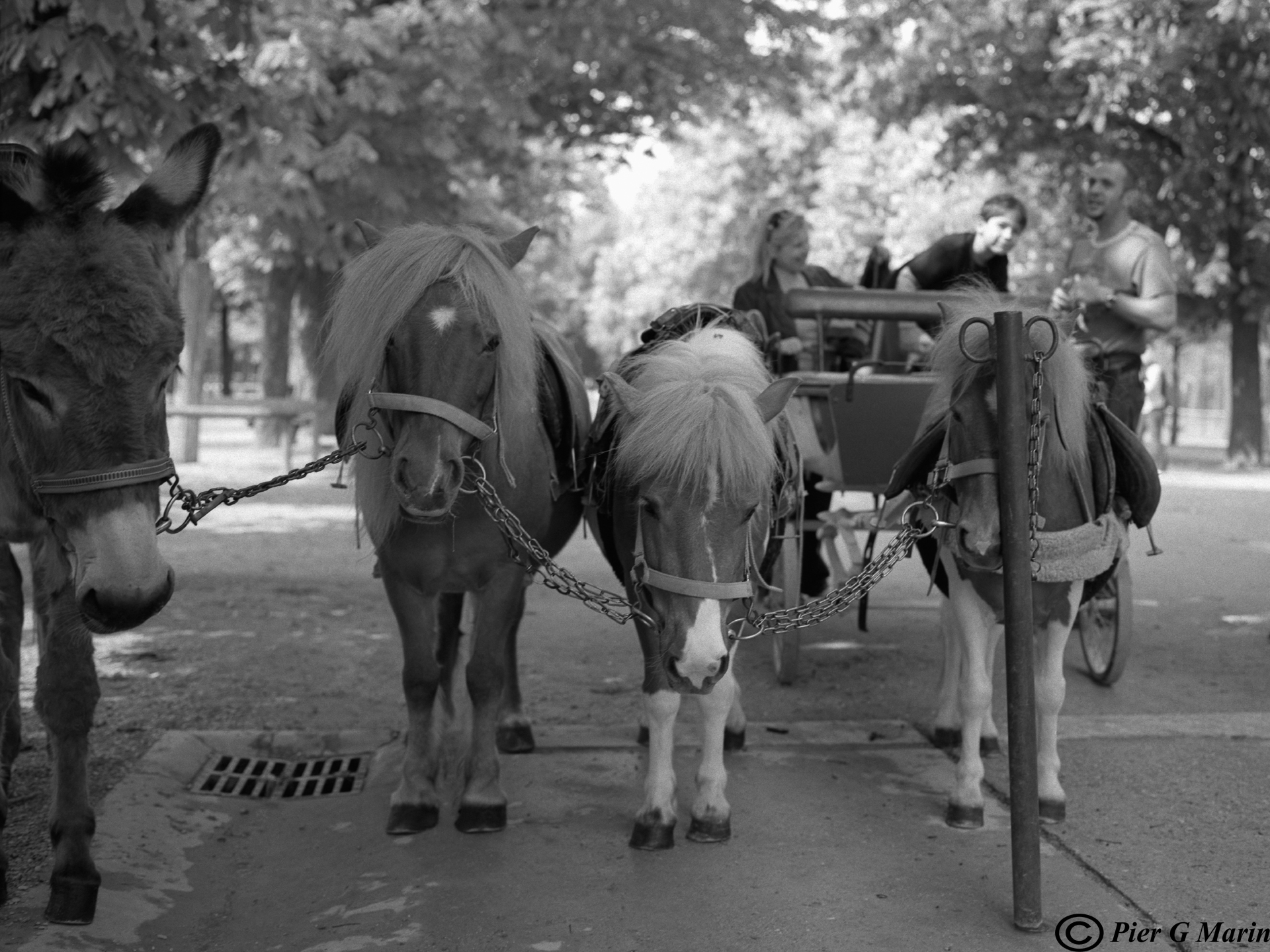 Parigi, Giardini del Lussemburgo-2, 2009
