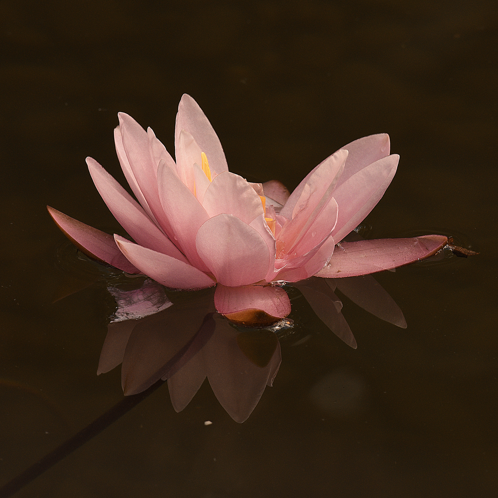 Waterlily