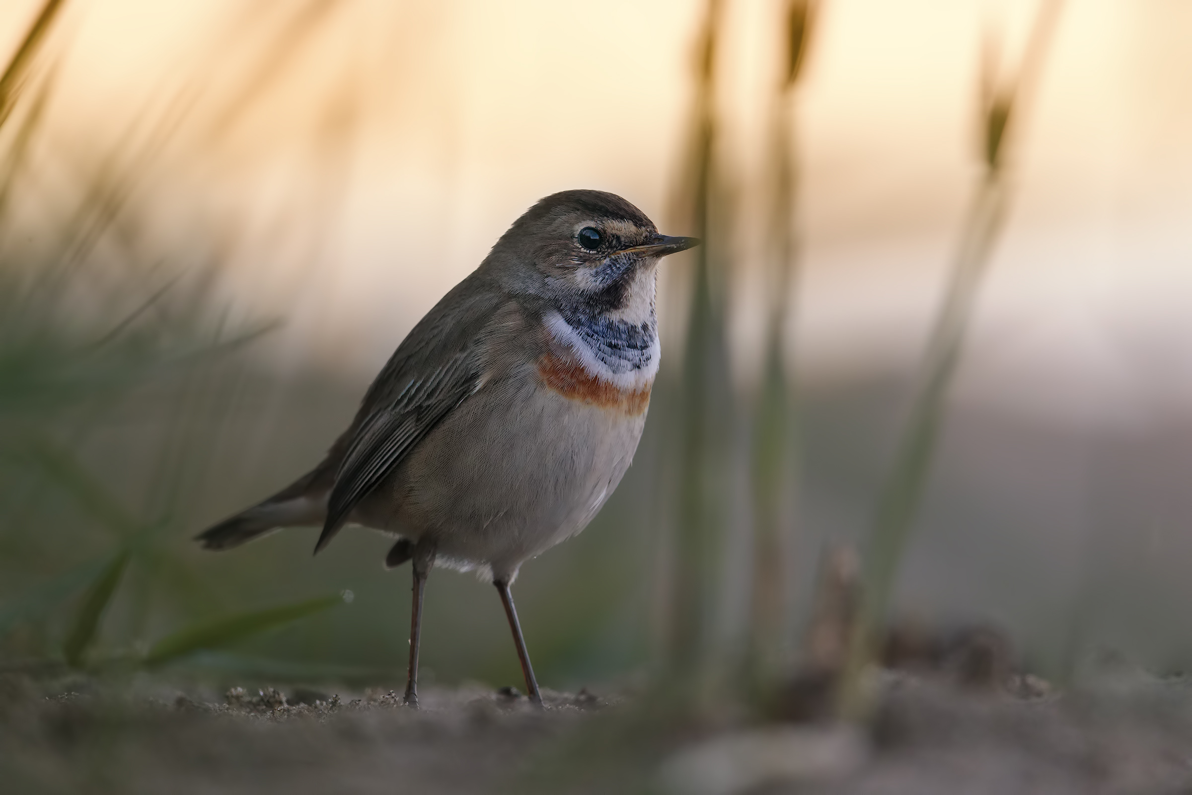 Bluethroat.