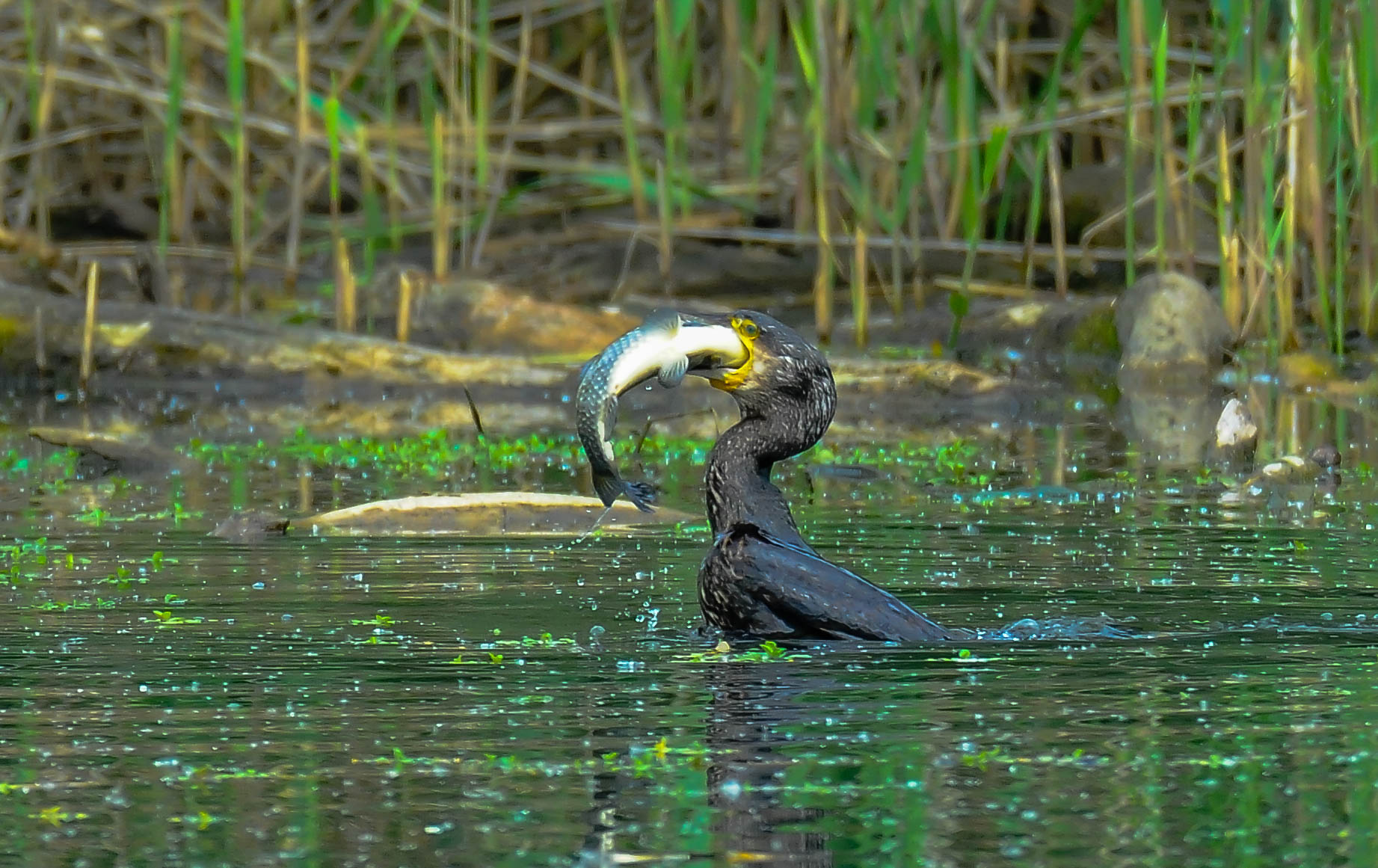 Cormorant with carp