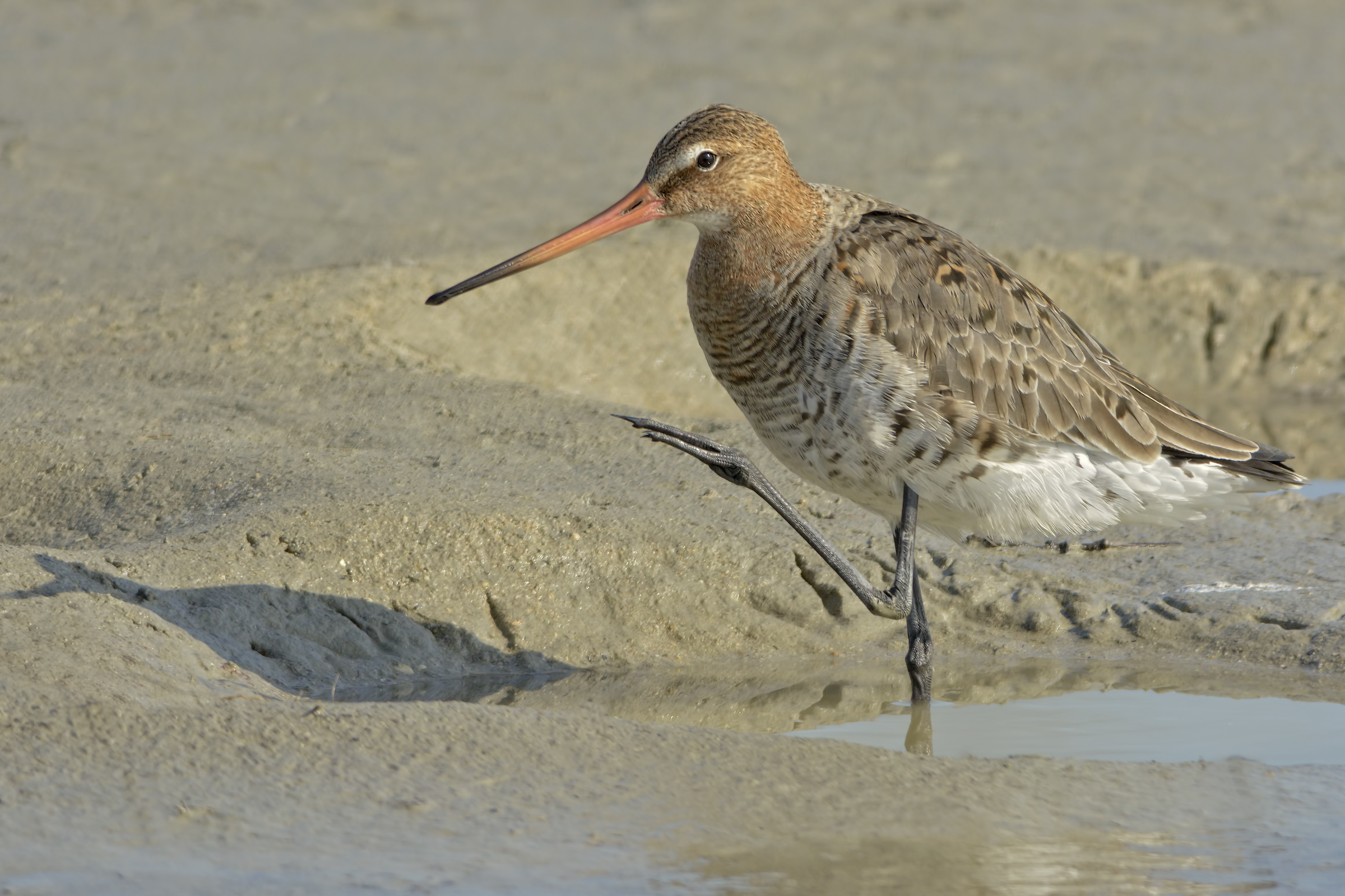 Real pale (Limosa limosa)