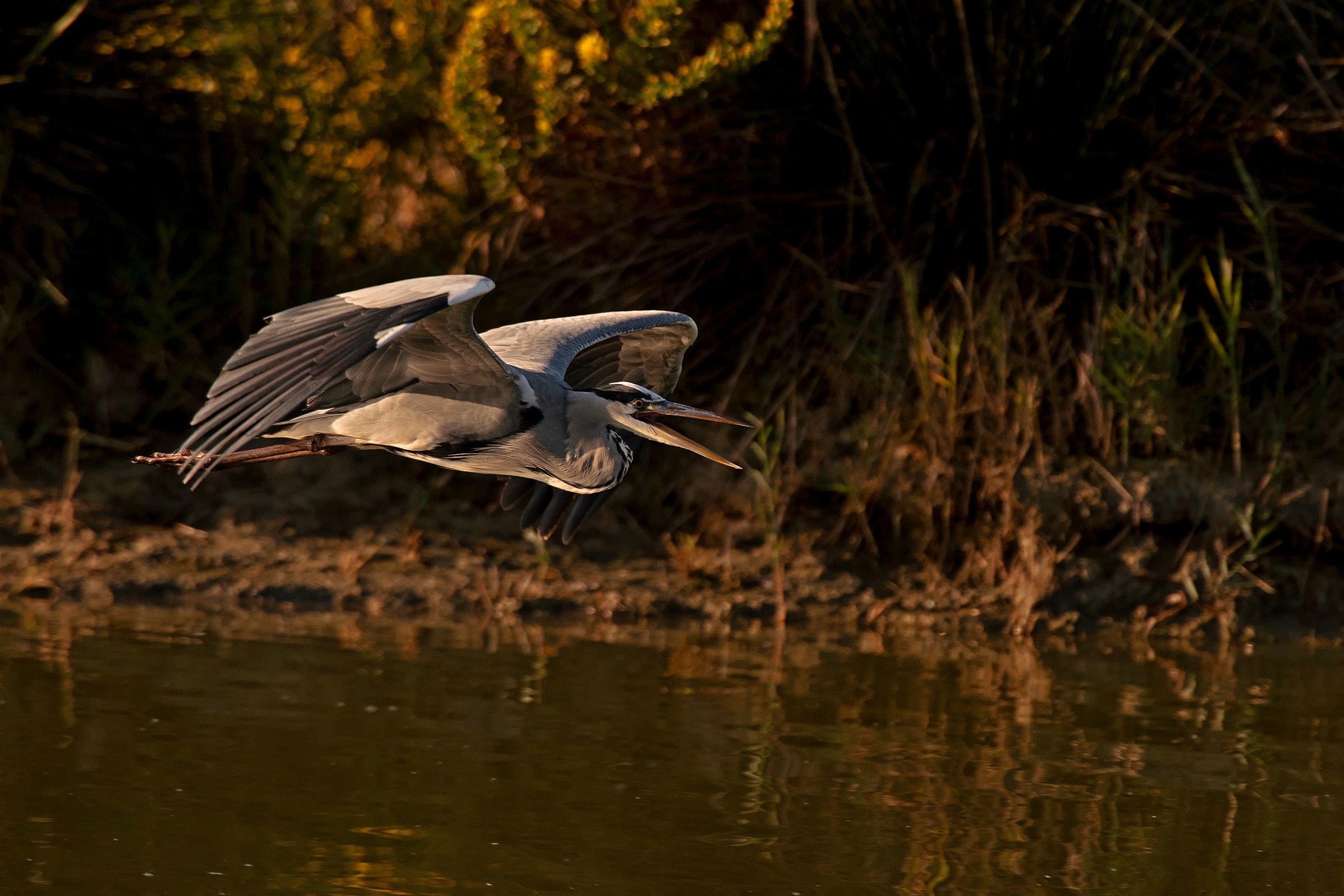 Airone Cenerino al primo sole