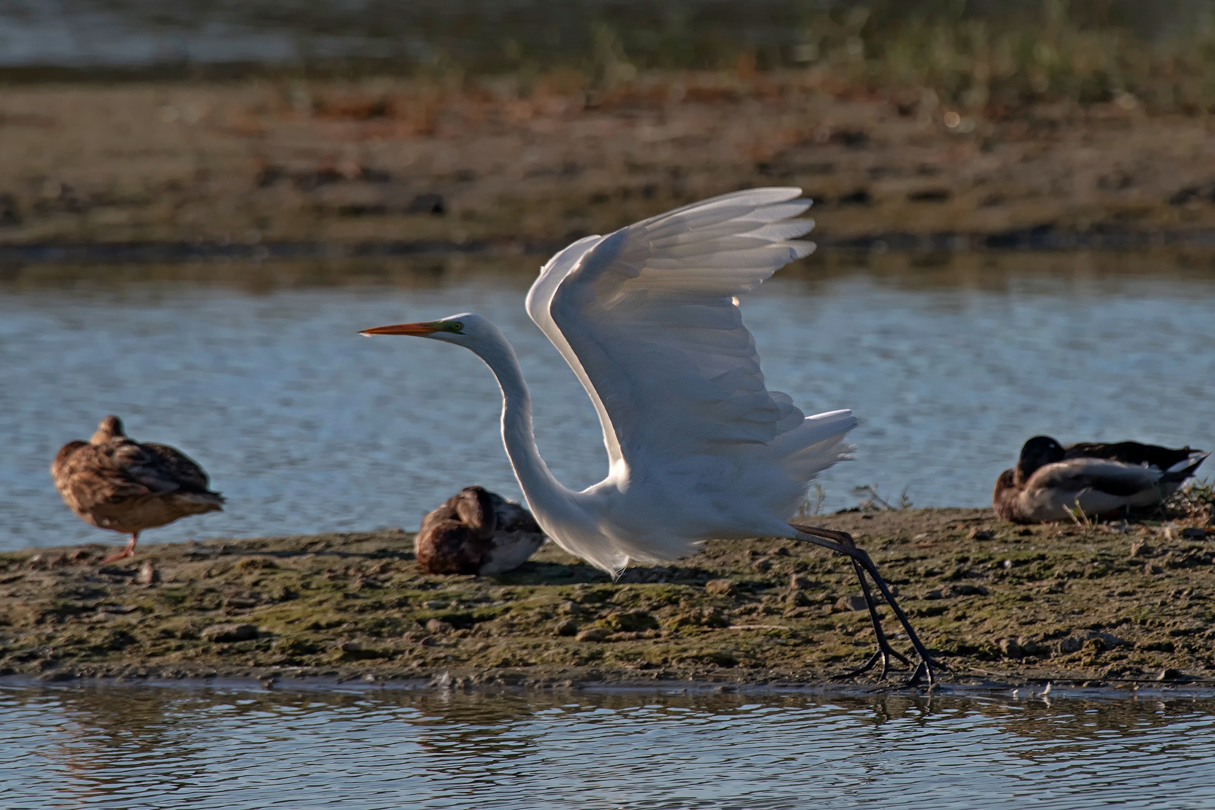 Il decollo dell'Airone Bianco