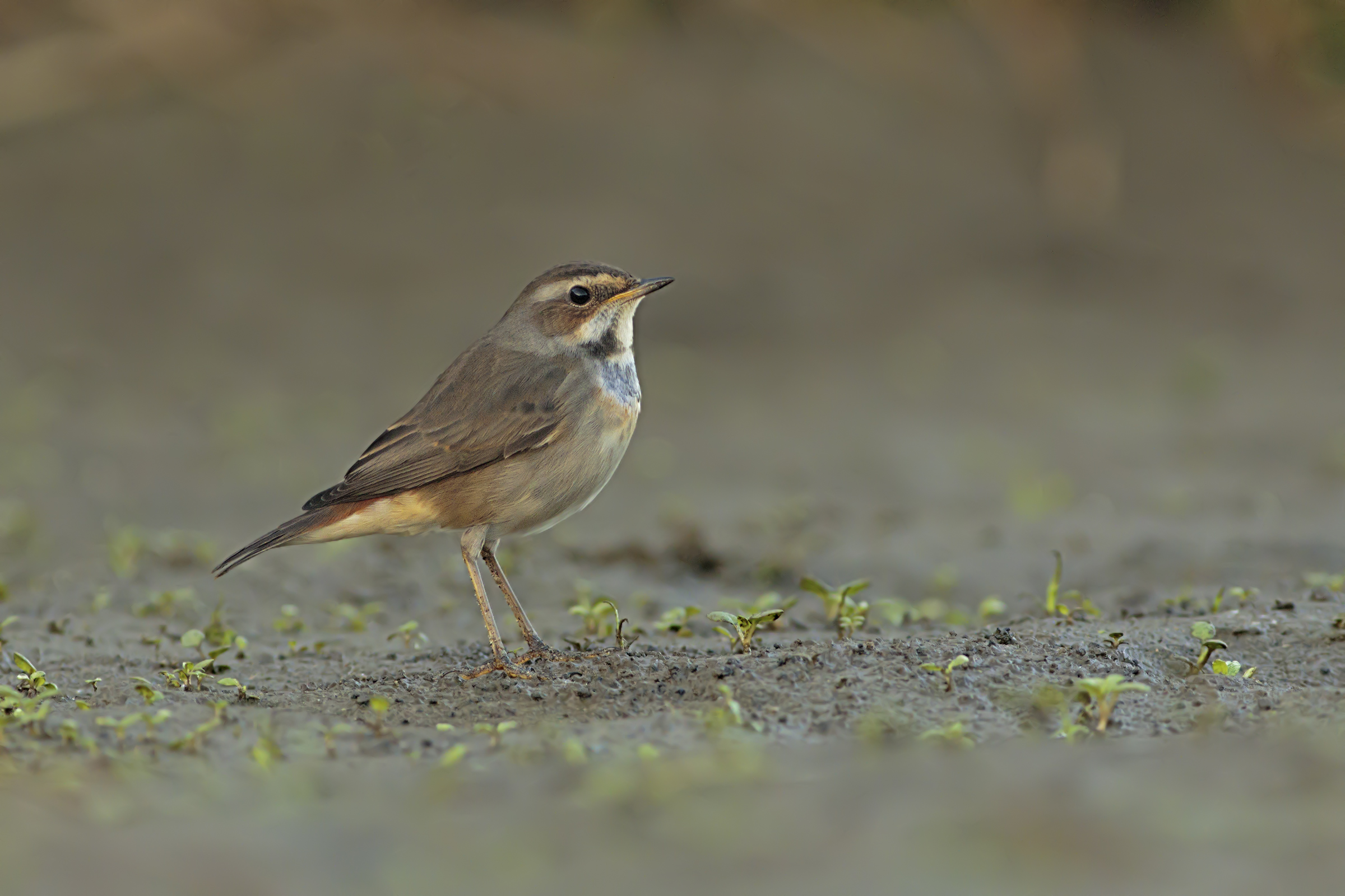 Bluethroat