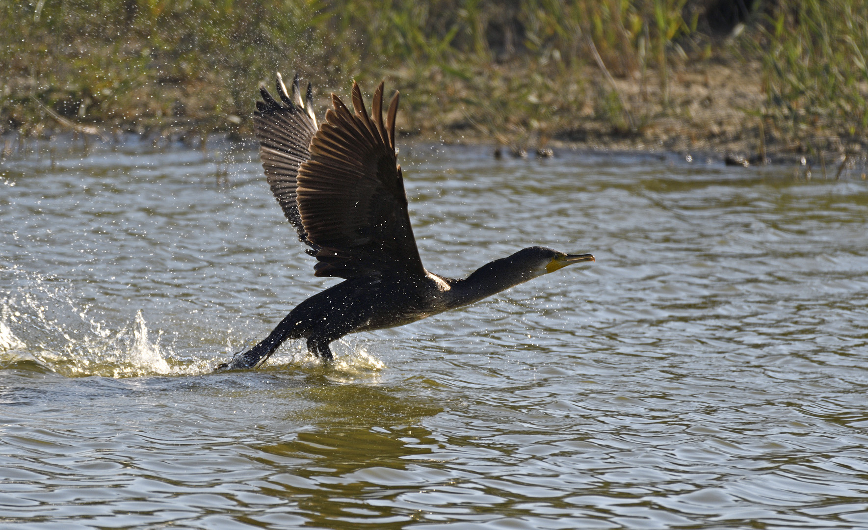 Cormorant at takeoff