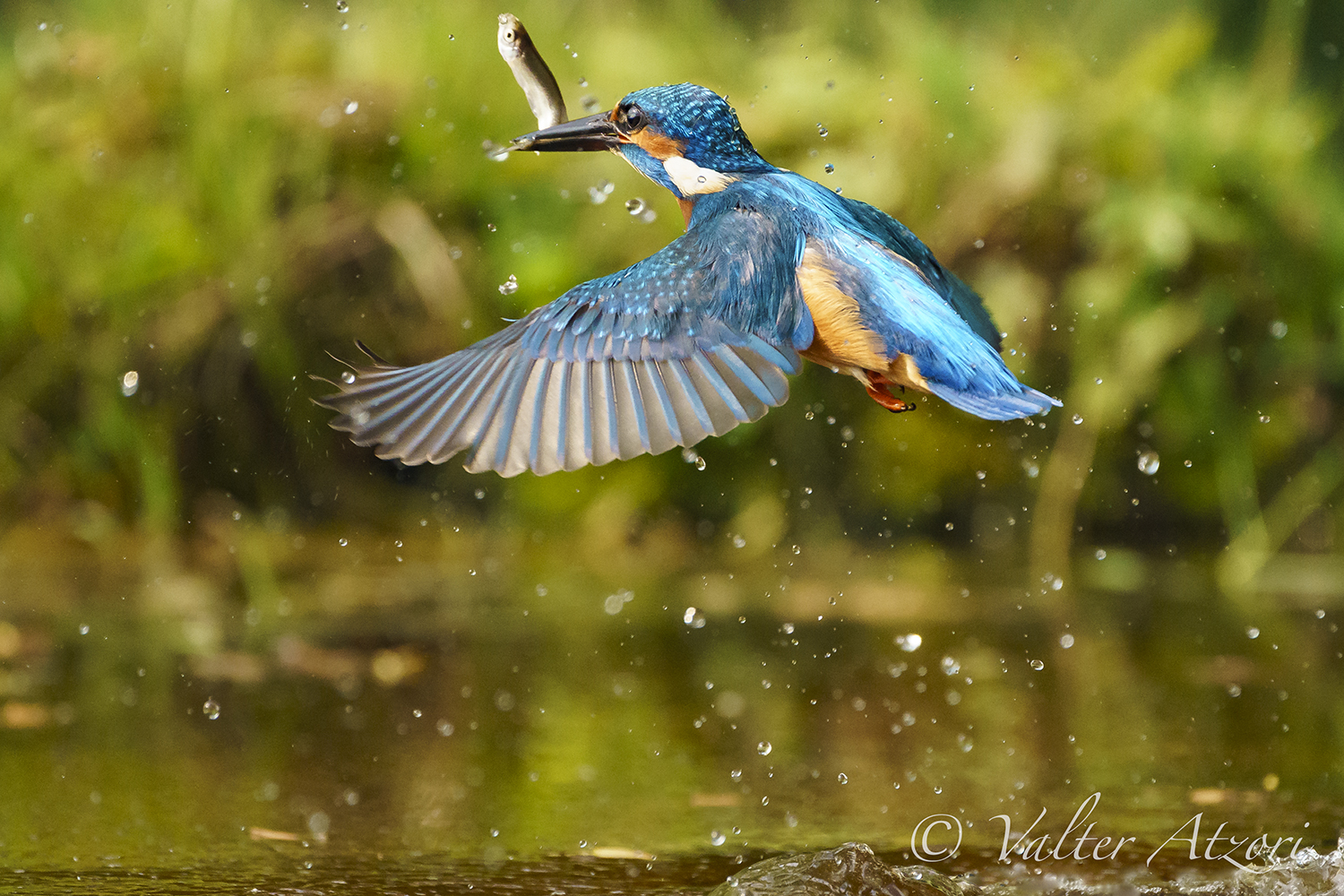 Martin Pescatore con pesce
