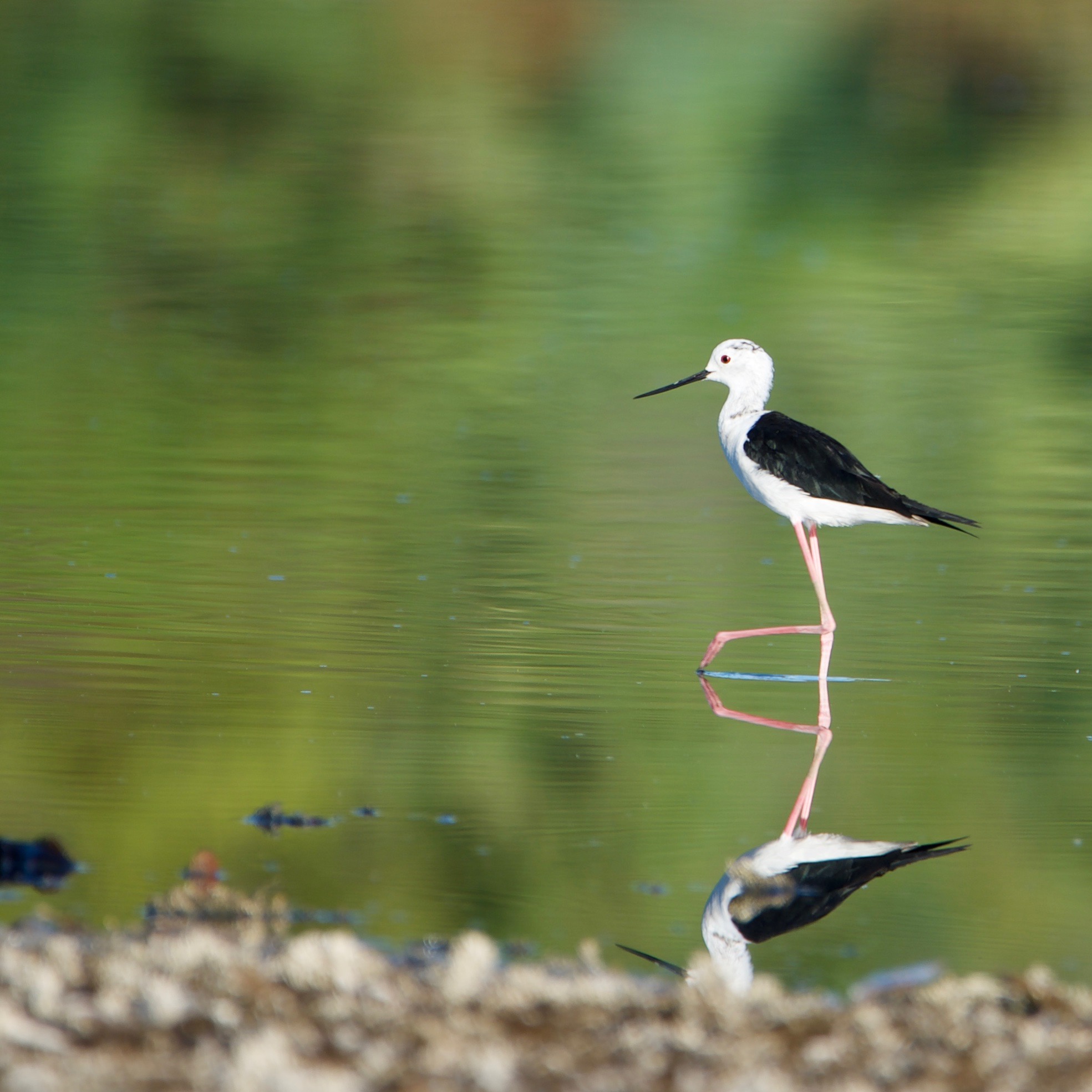 Cavaliere a specchio