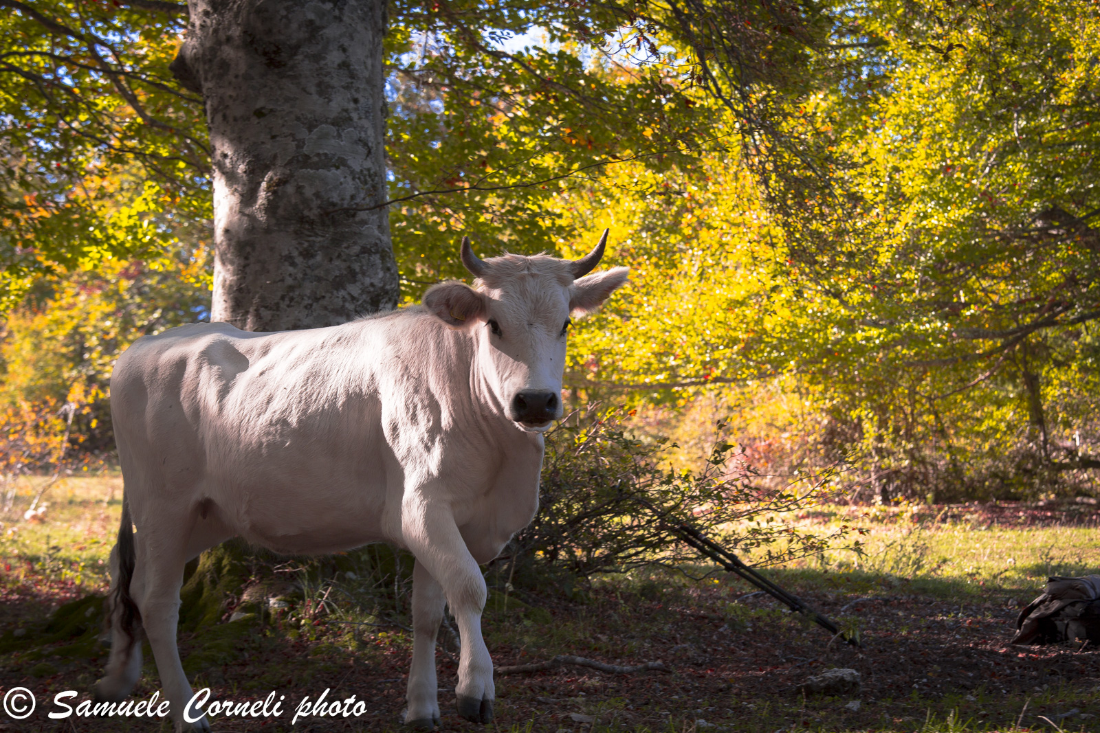 Canfaito grazing cows