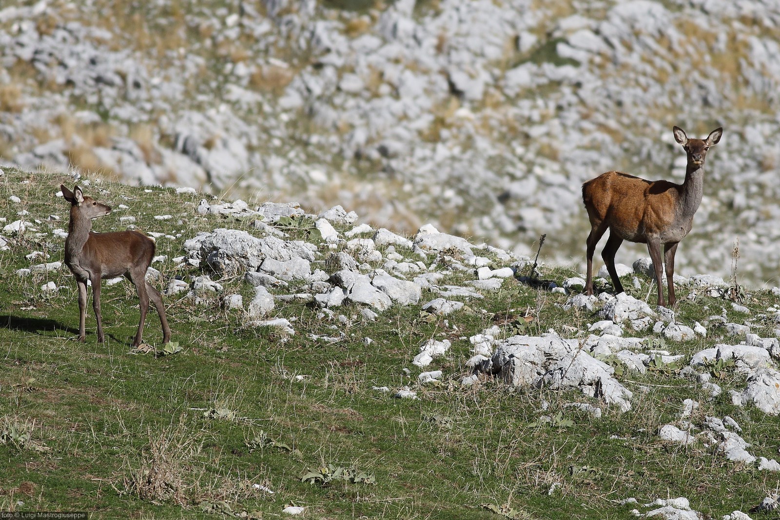 deer with cerbiat of the year