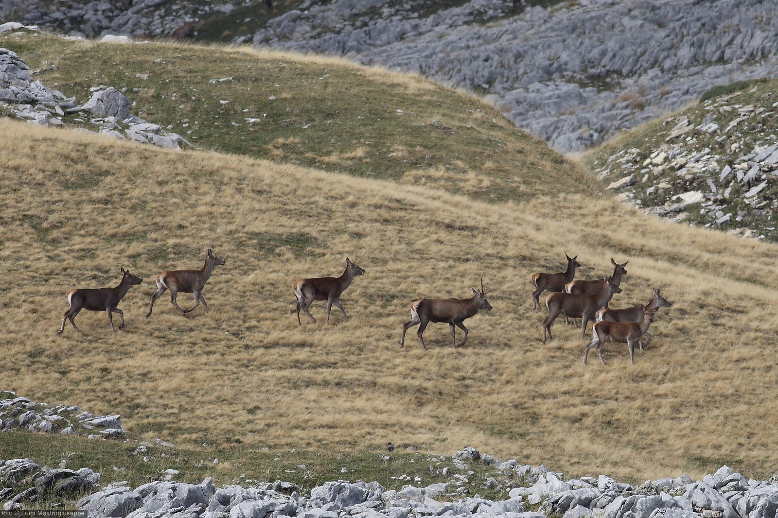 Cervo maschio con harem