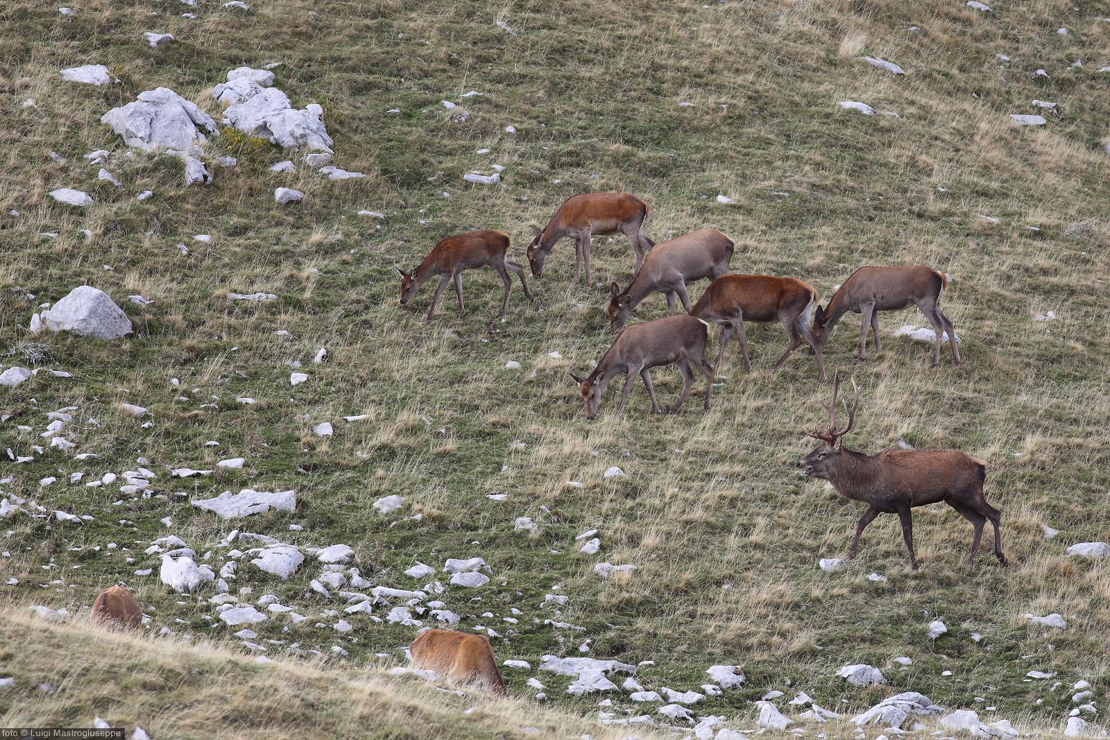 male deer with harem