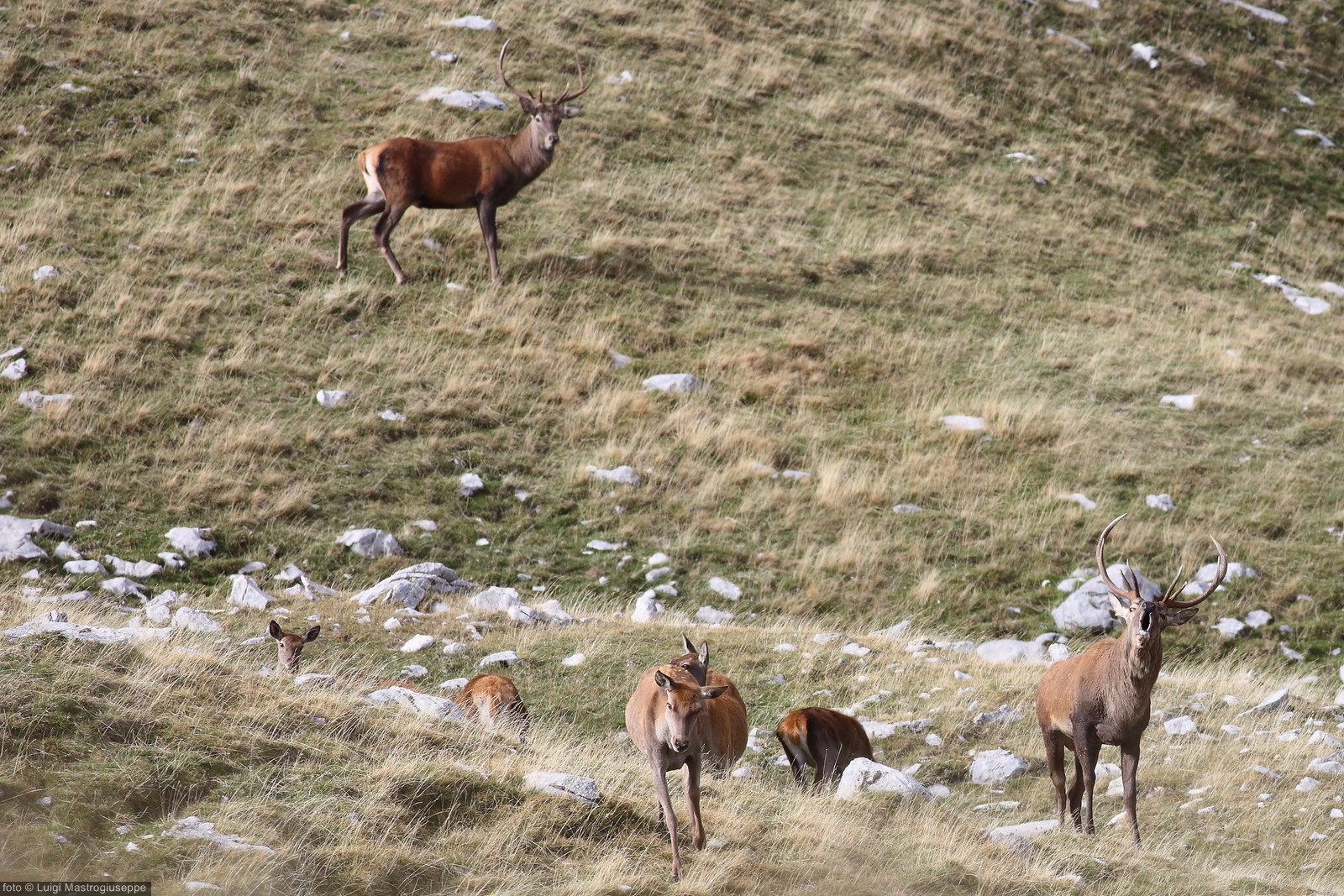 Cervo maschio al bramito