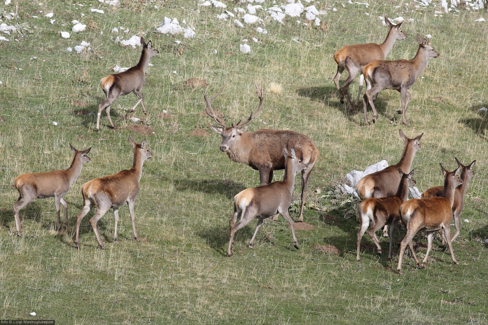 Male deer with harem
