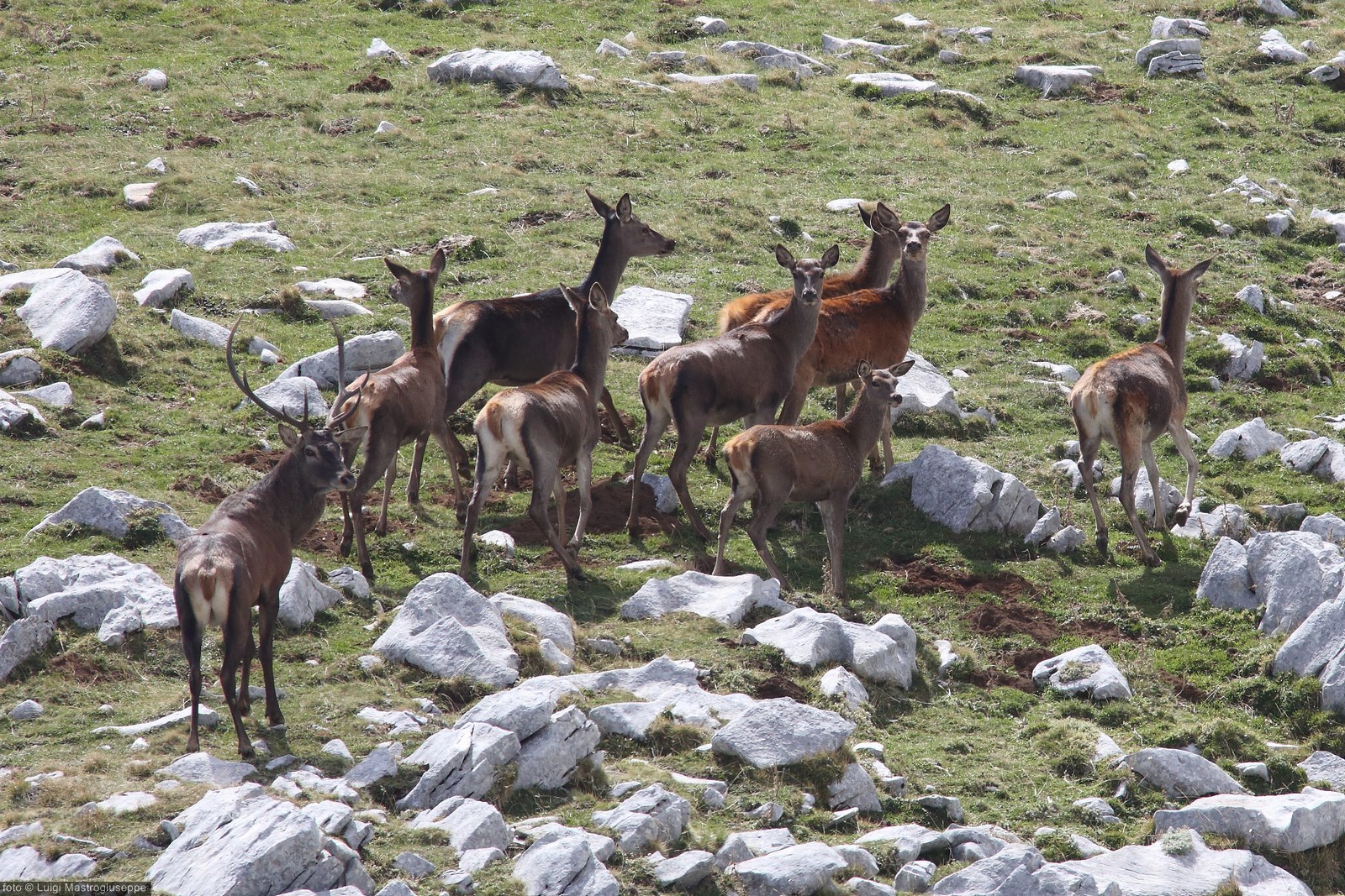 Male deer with harem