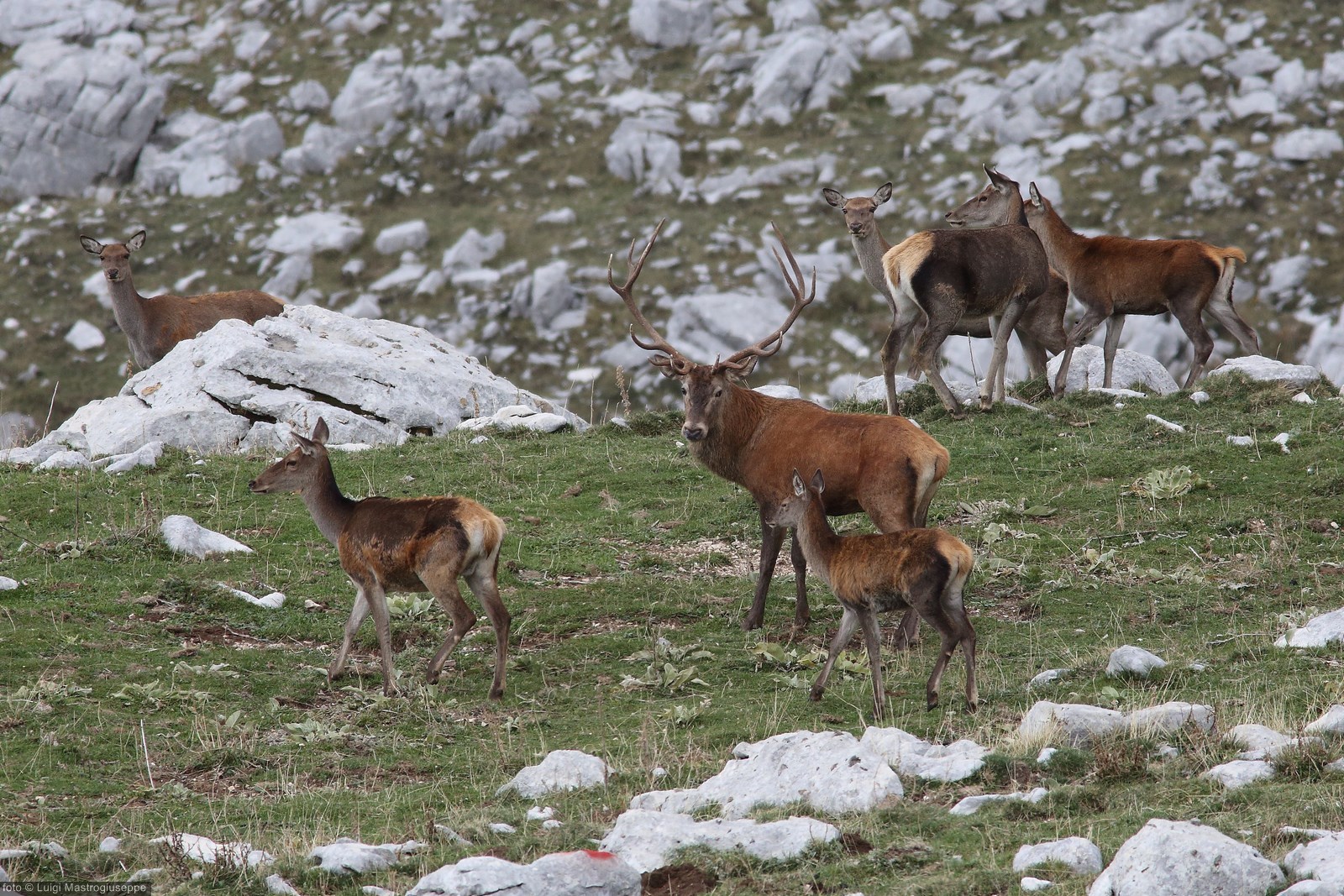 Male deer with harem