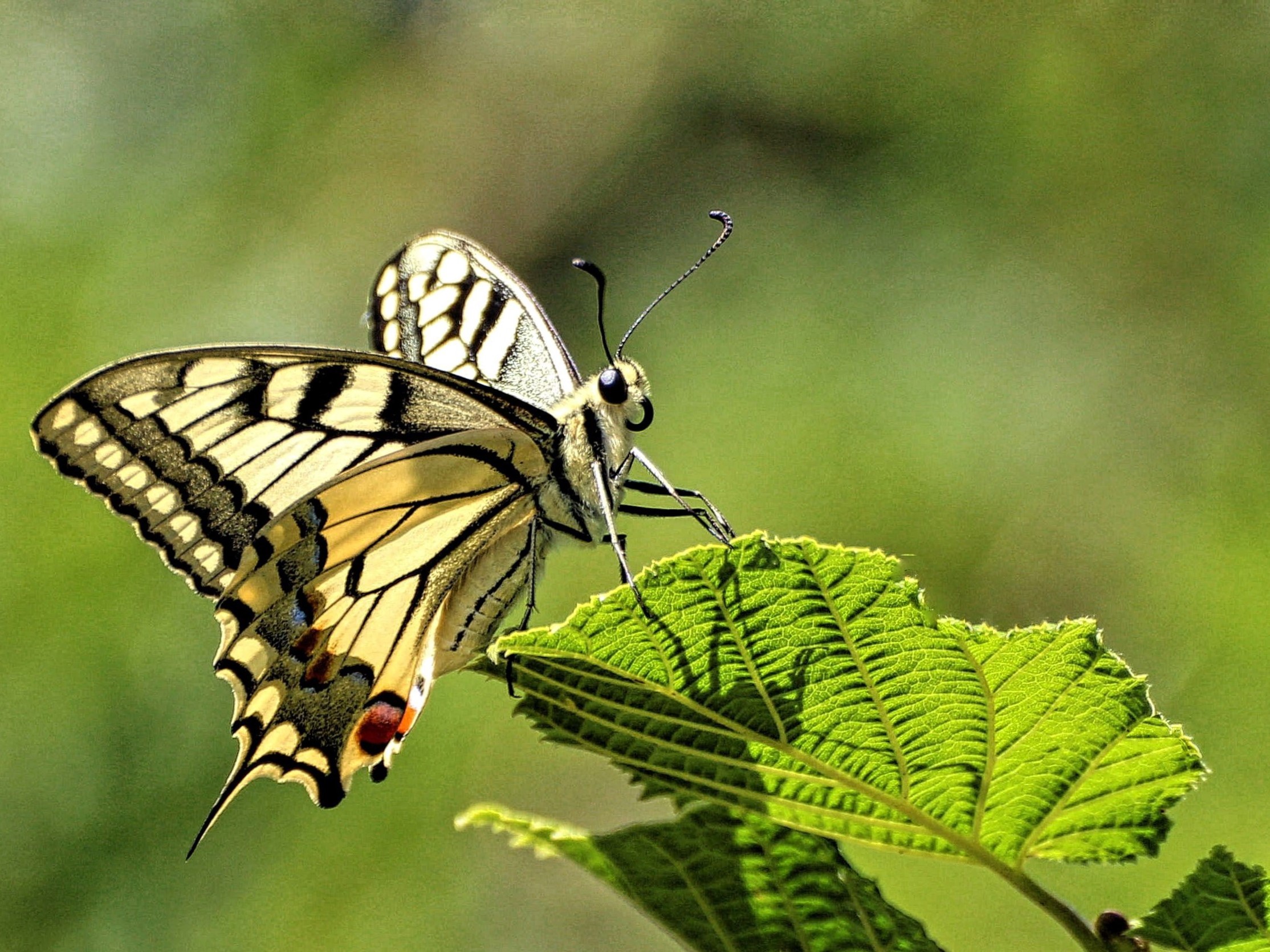 Yellow leaf leaves yellow leaves like butterflies