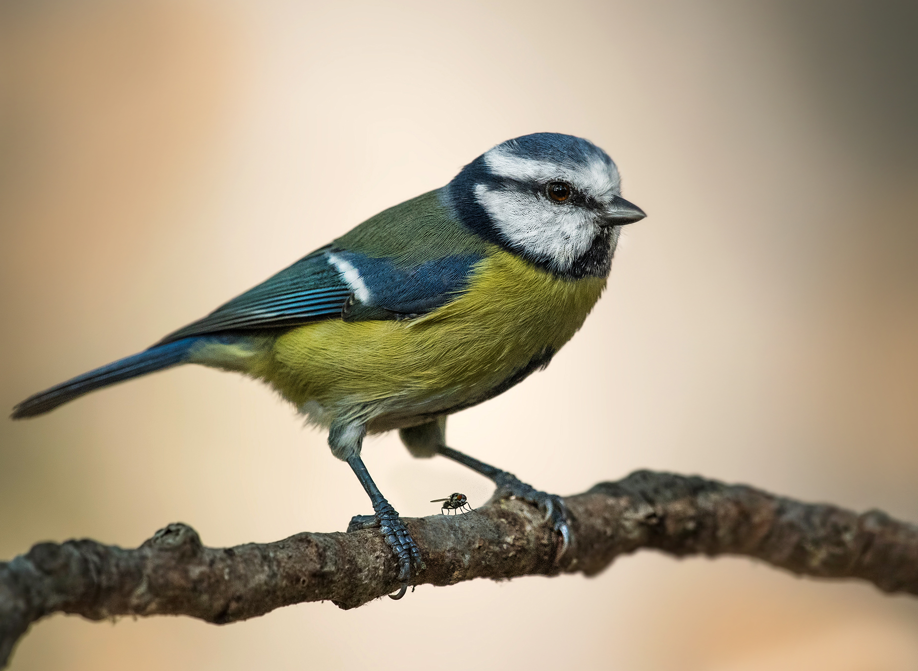 mosca con cinciarella :)