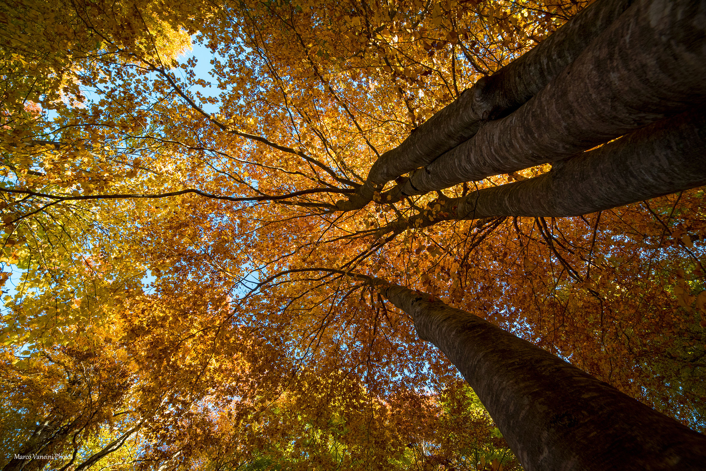 explodes in the fall