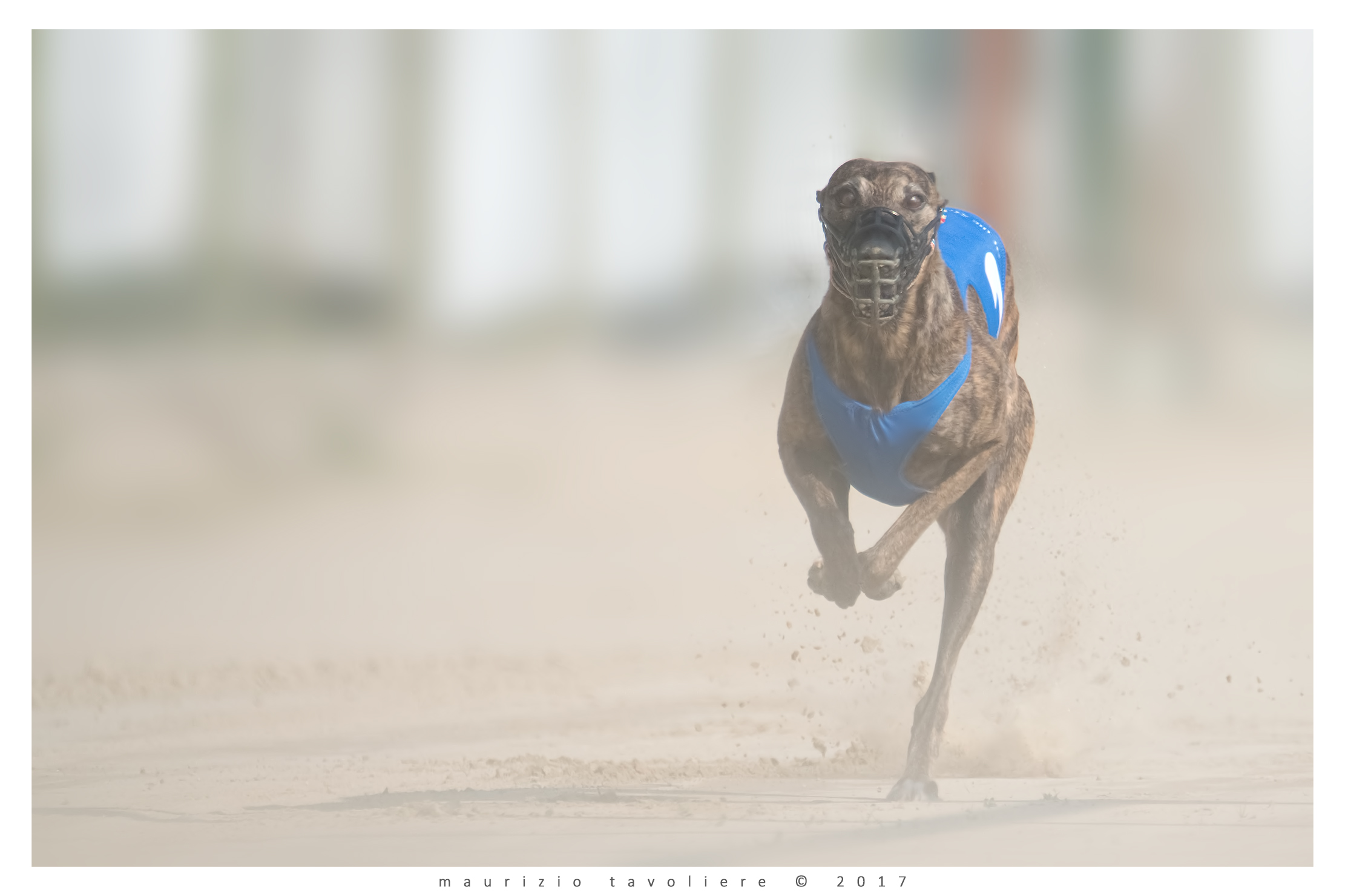 Run .. (Italia, con cani amati e rispettati)