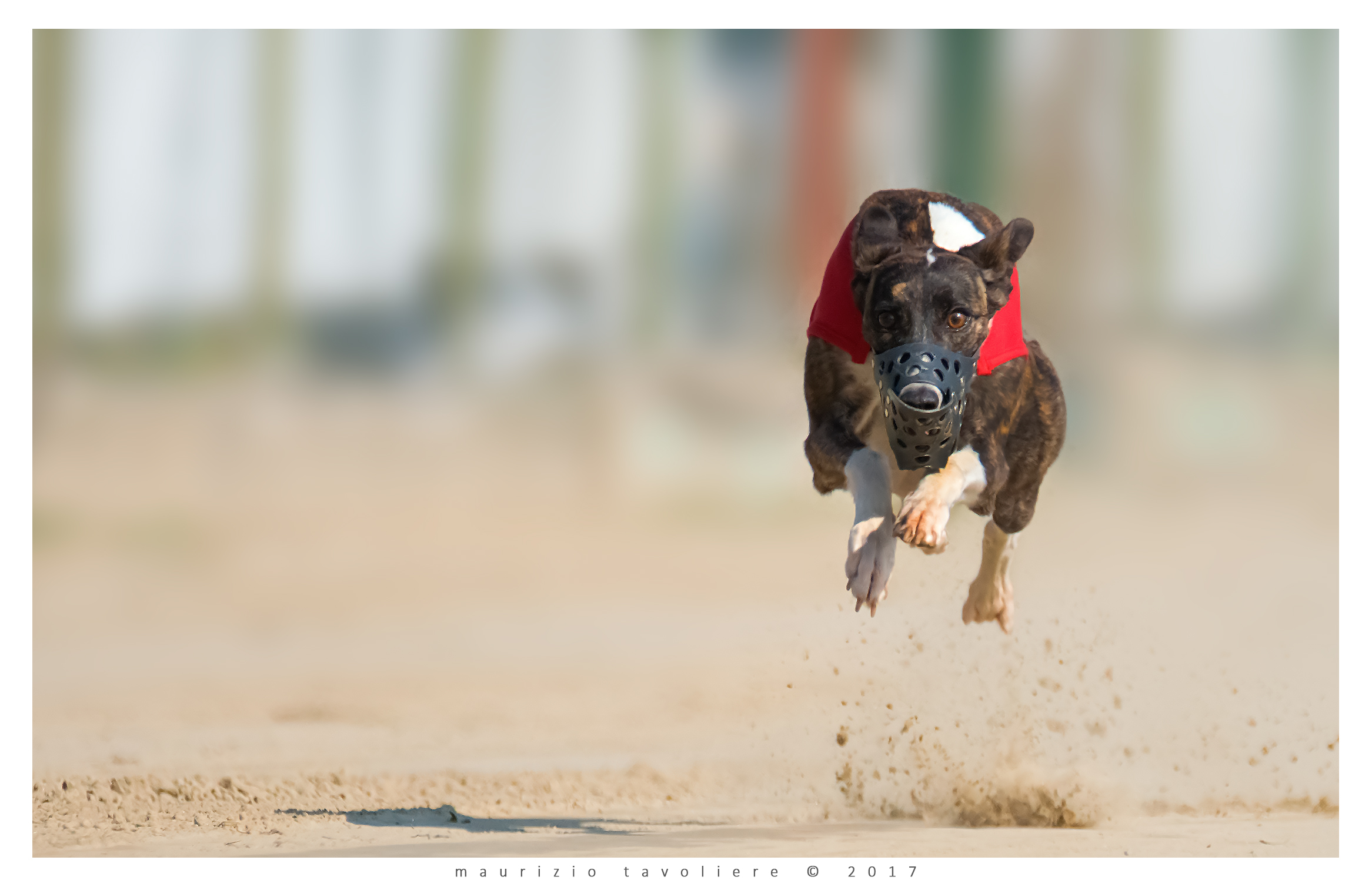 Run .. (Italia, con cani amati e rispettati)