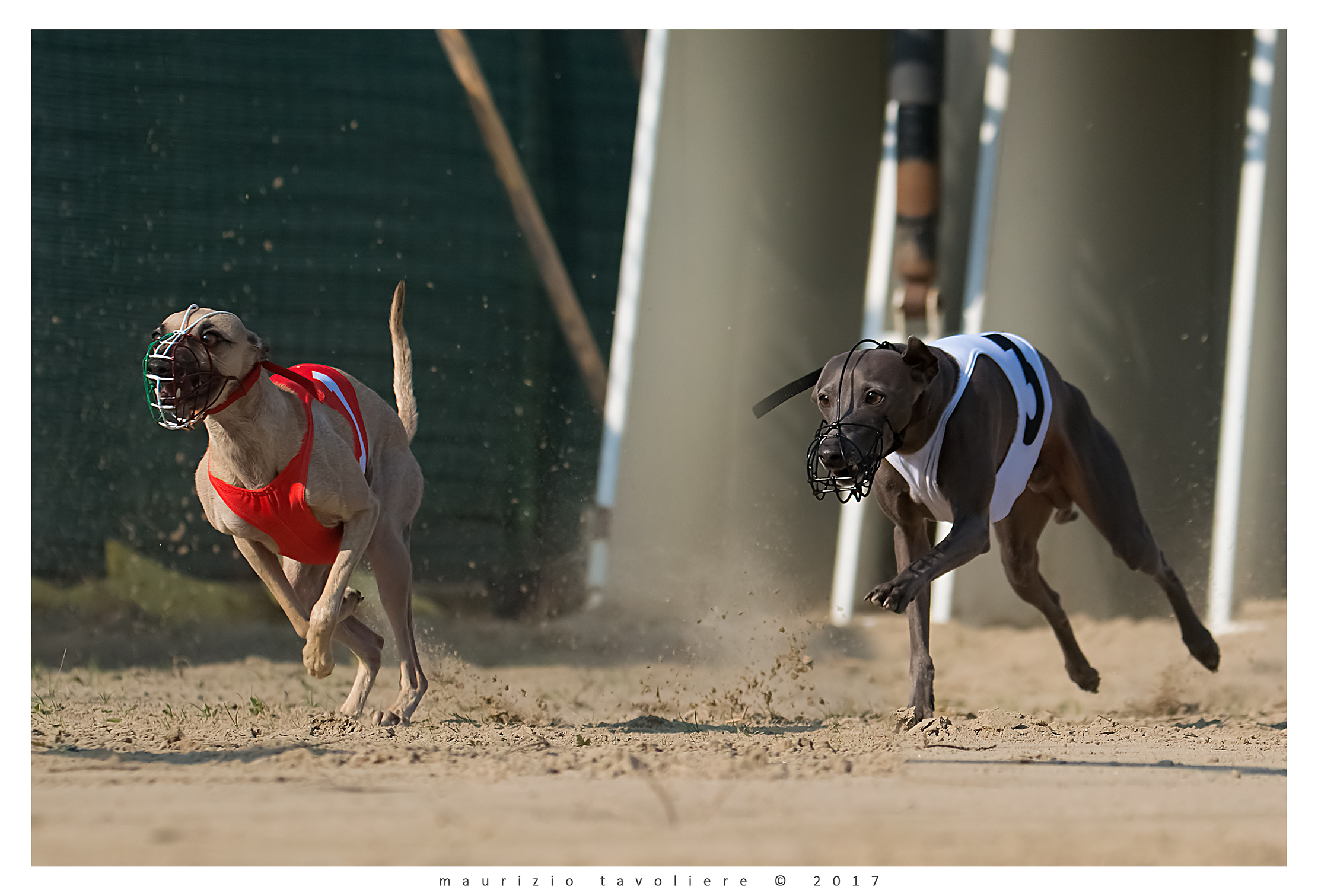 Run .. (Italia, con cani amati e rispettati)