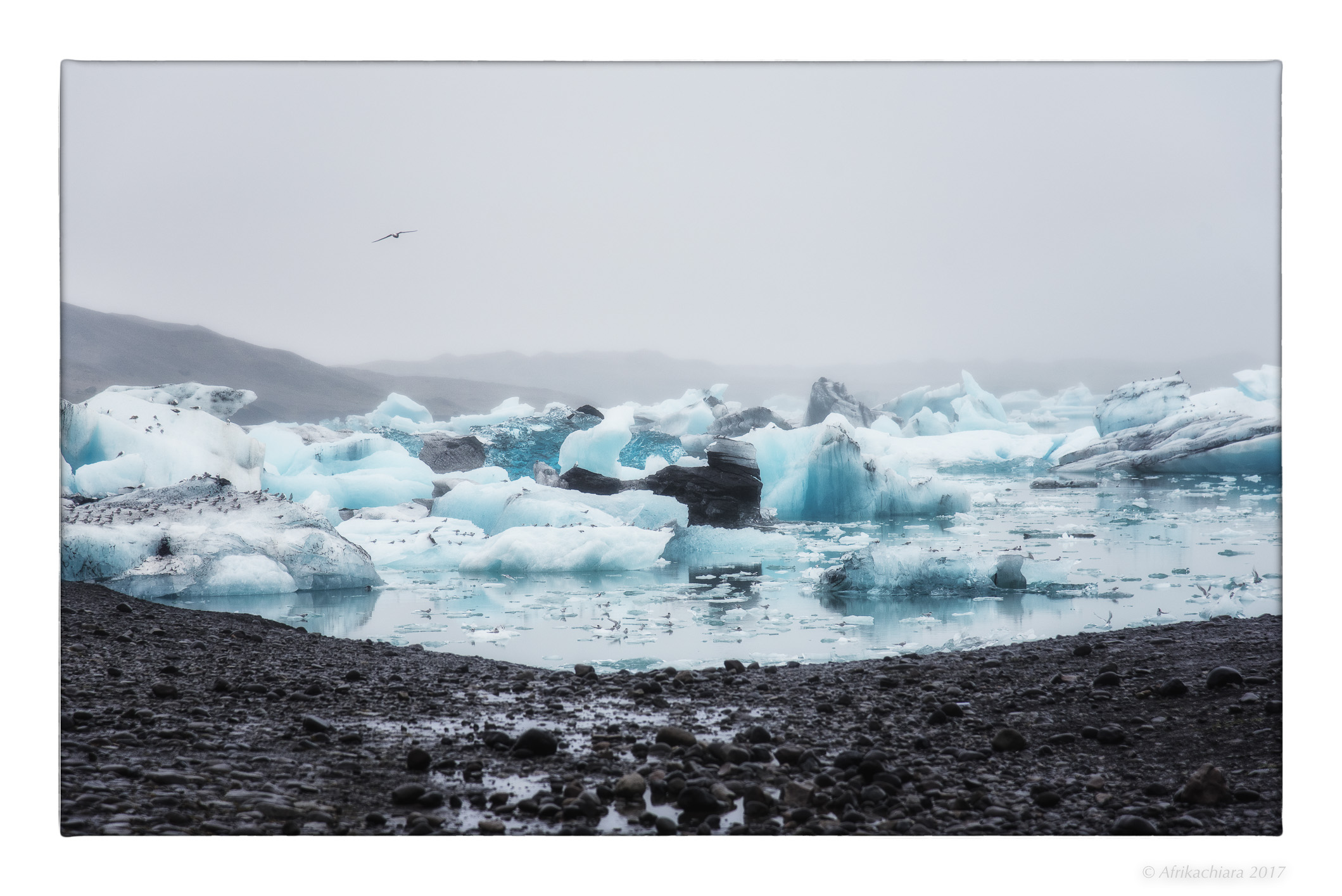 Gabbiano in volo sulla Laguna