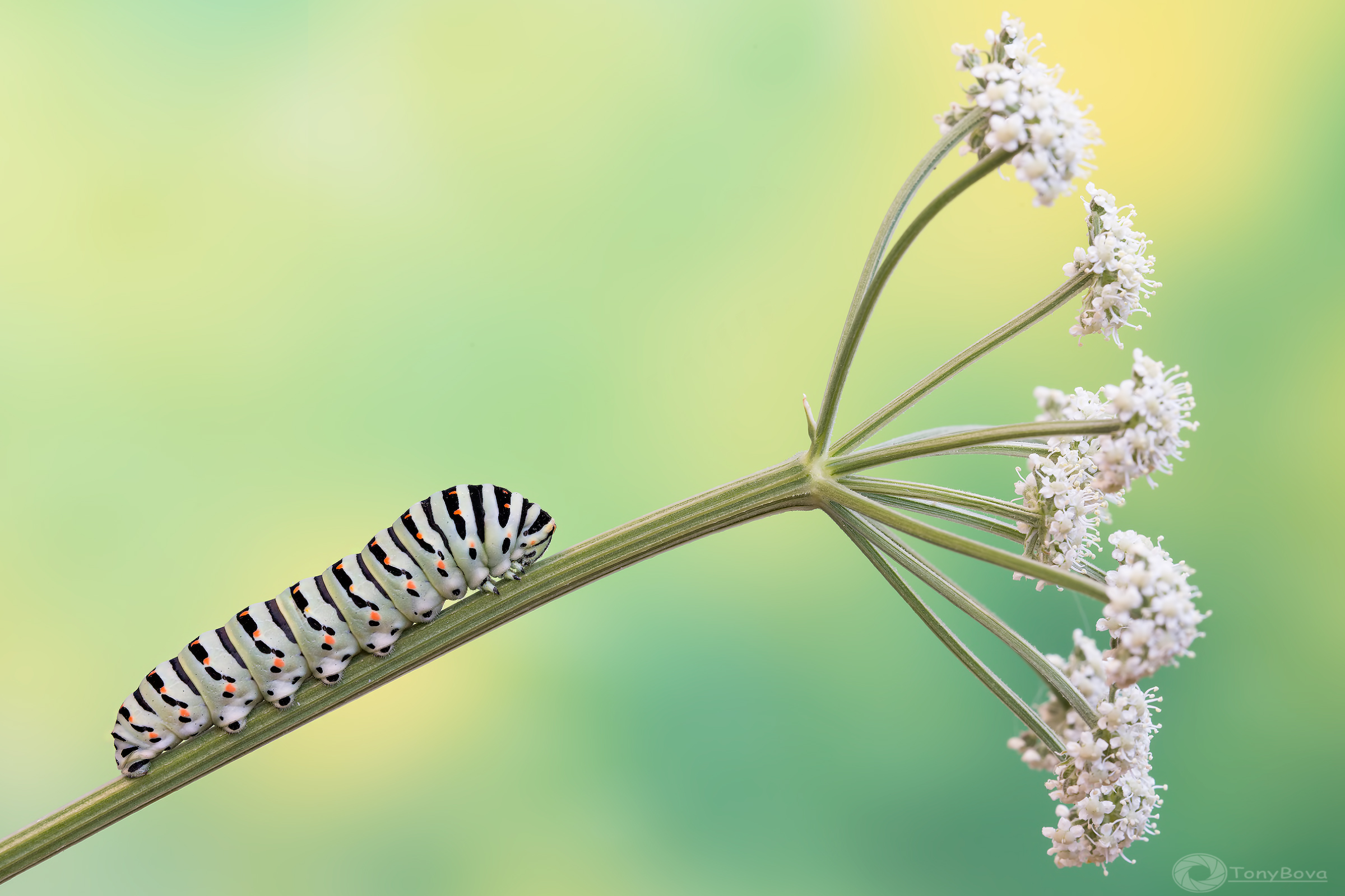 A lifetime uphill ...