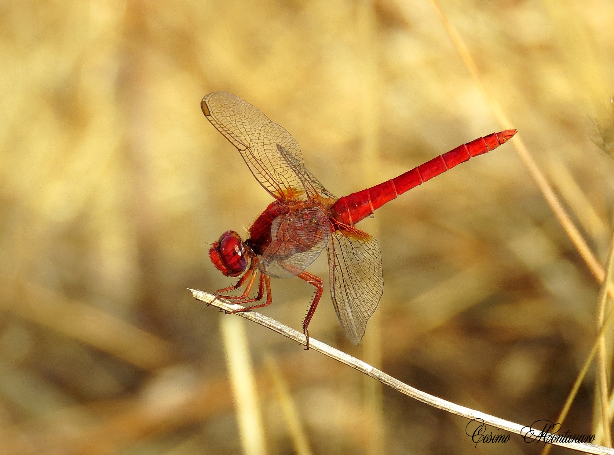 Crocothemis erythraea