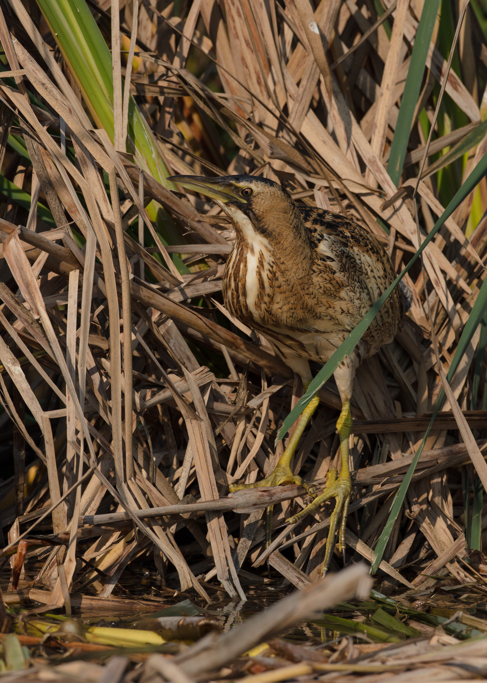 Son tornati i Tarabusi