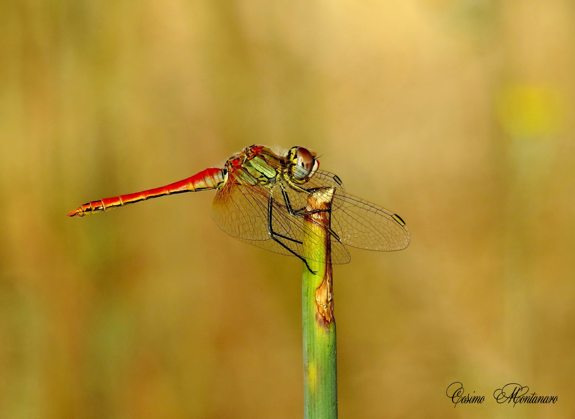 Sympetrum fonscolombii &male;
