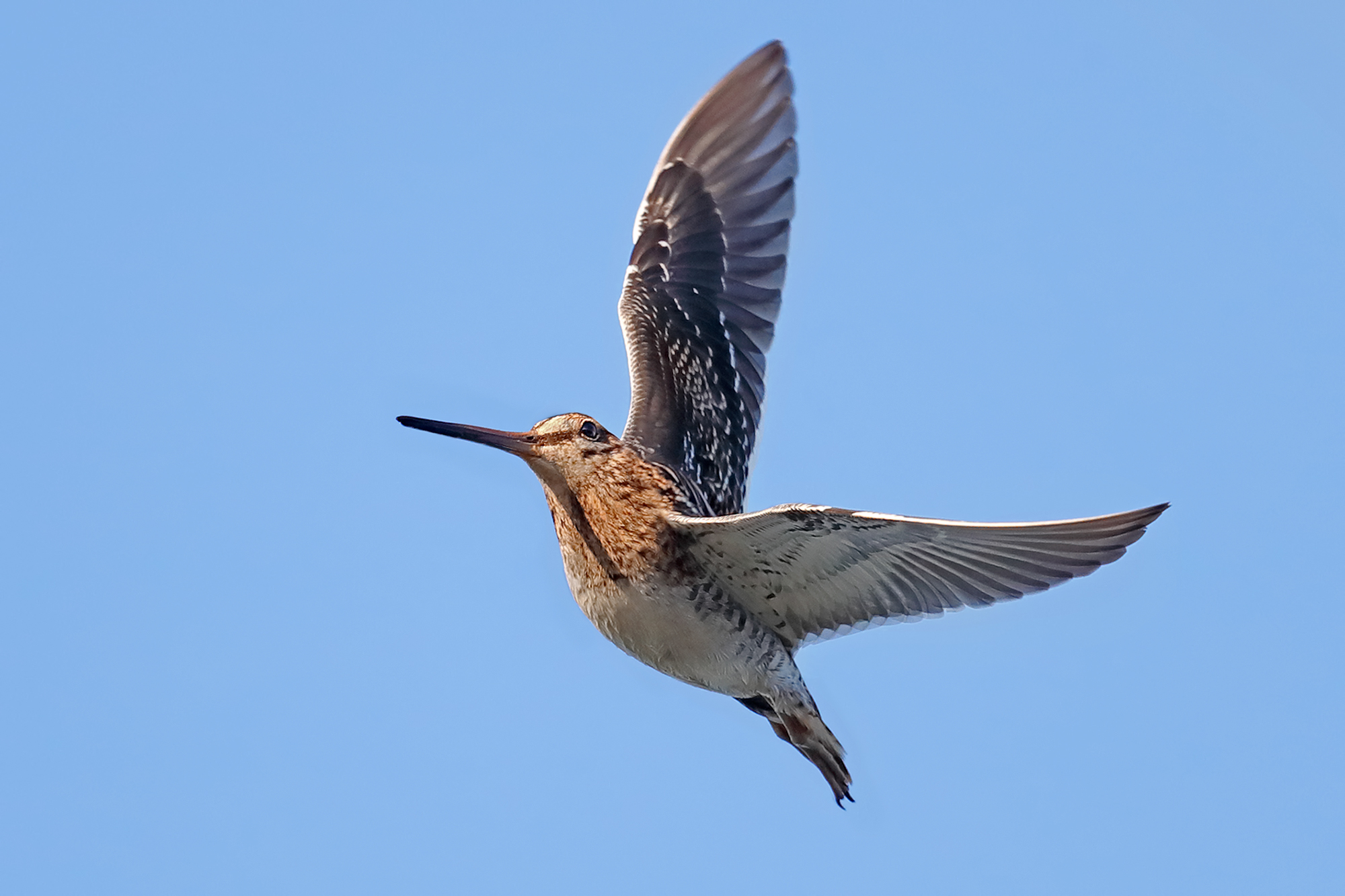 Beccaccino#Wild #Volo #Fly #Movimento