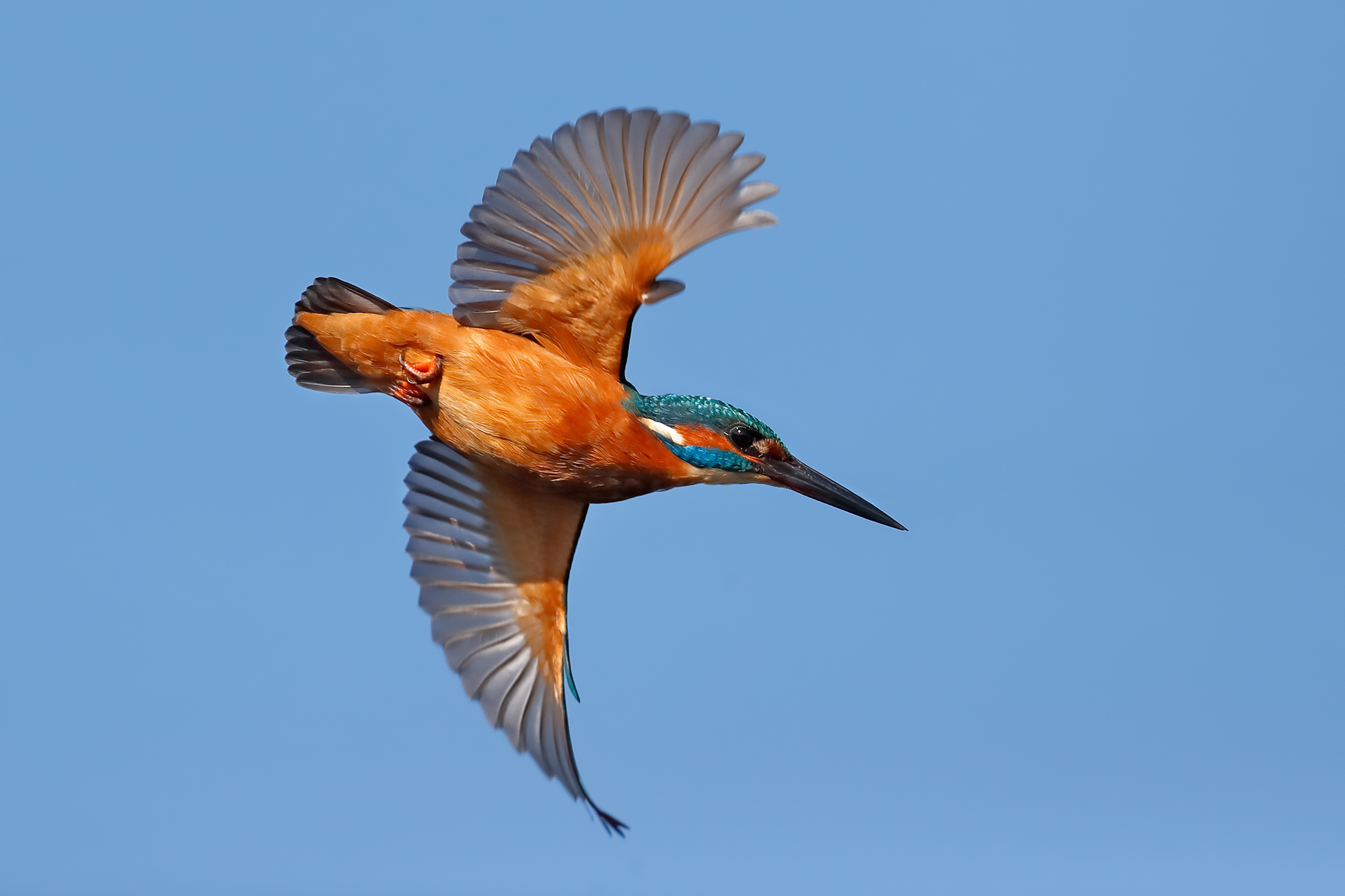 Kingfisher