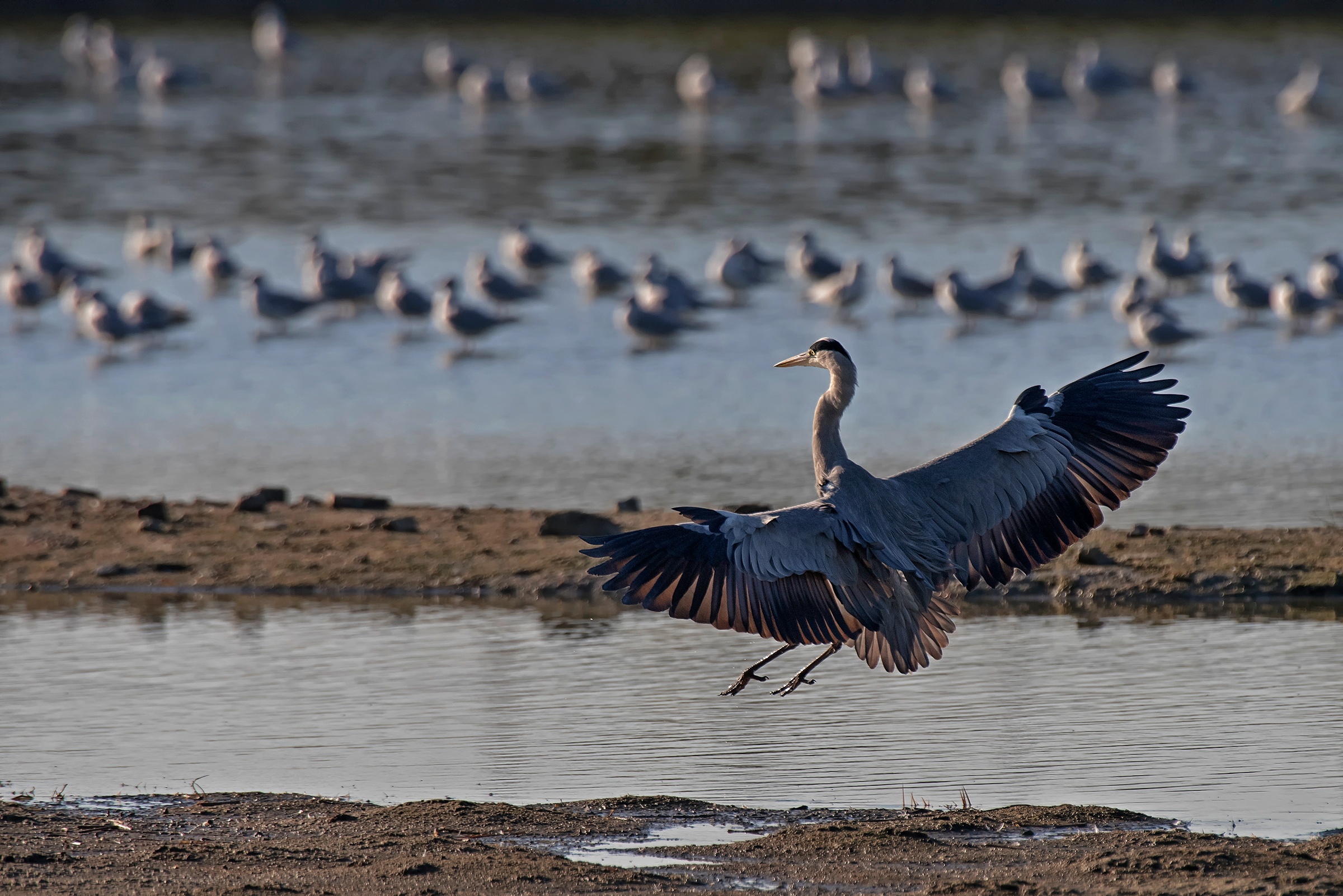 Cenerino in landing
