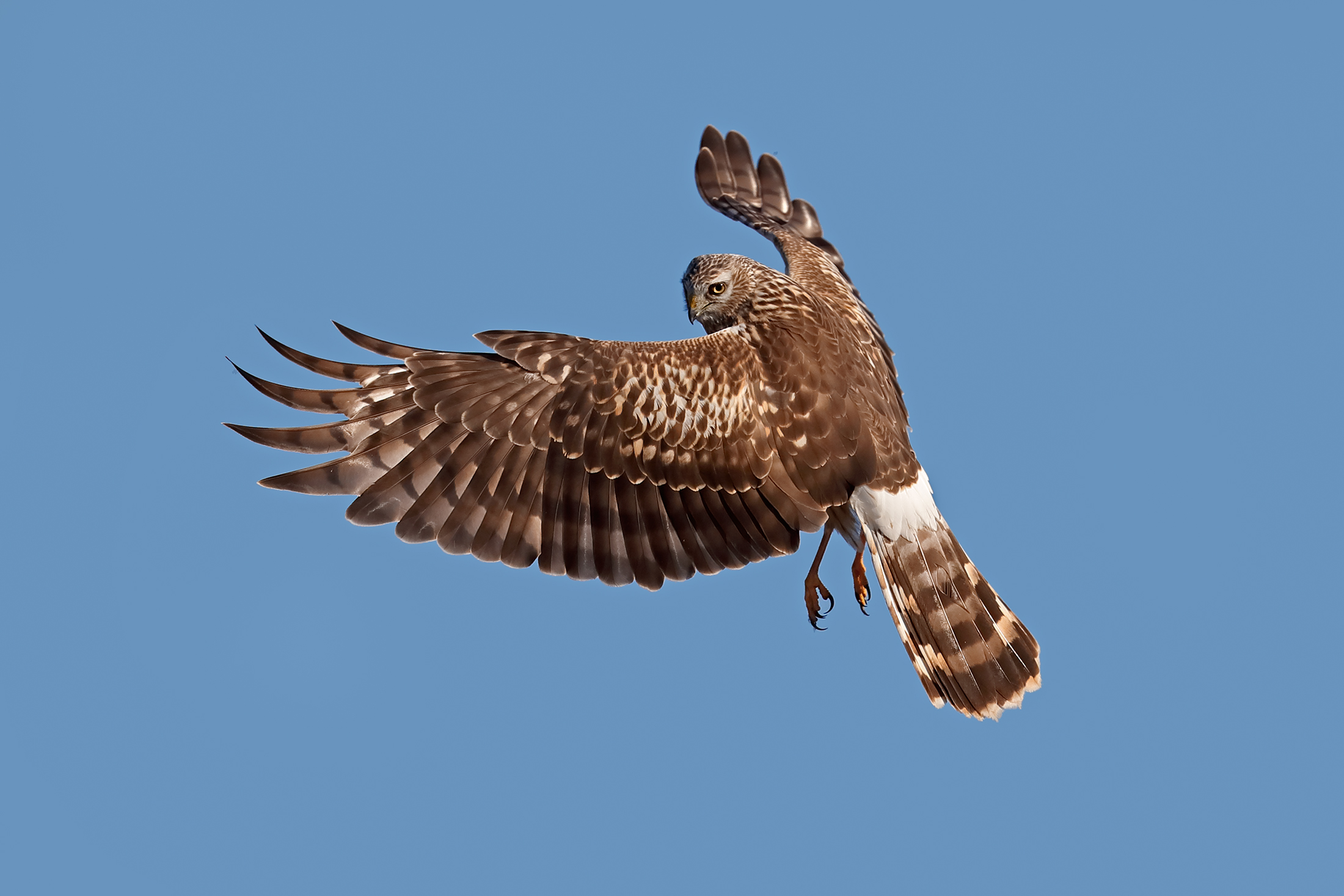 Lo sguardo dell'albanella reale
