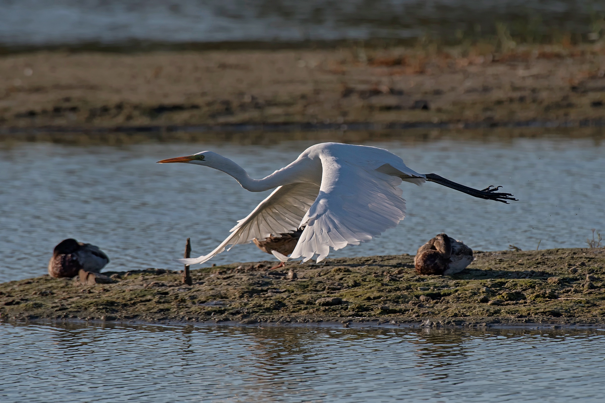 Airone Bianco Maggiore
