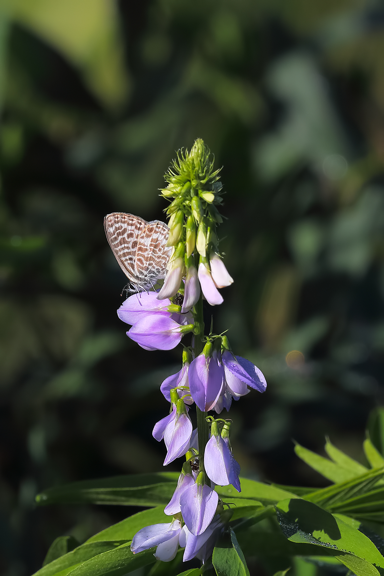Small Autumnal Butterfly