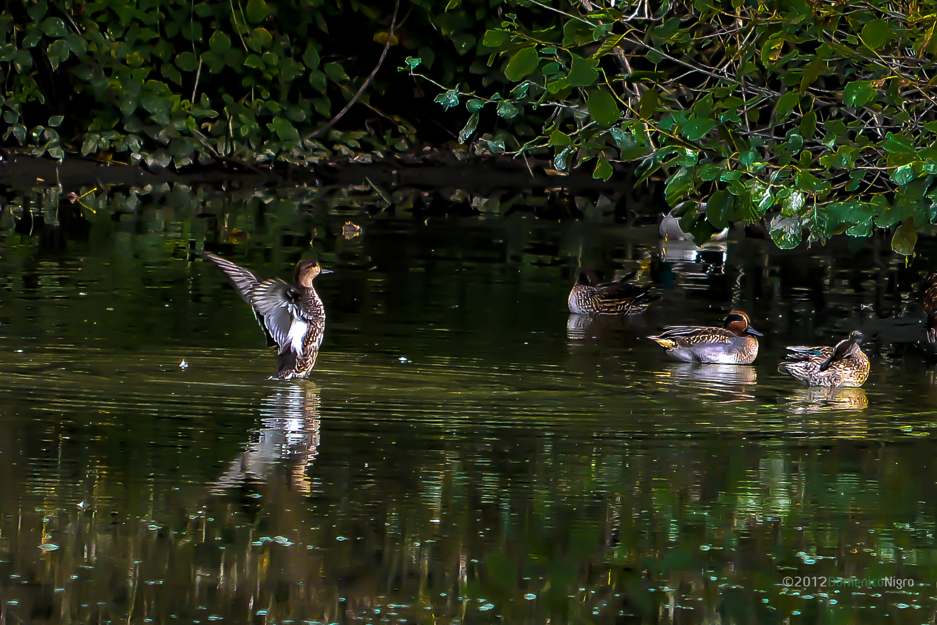 Heila beautiful ducks I'm coming