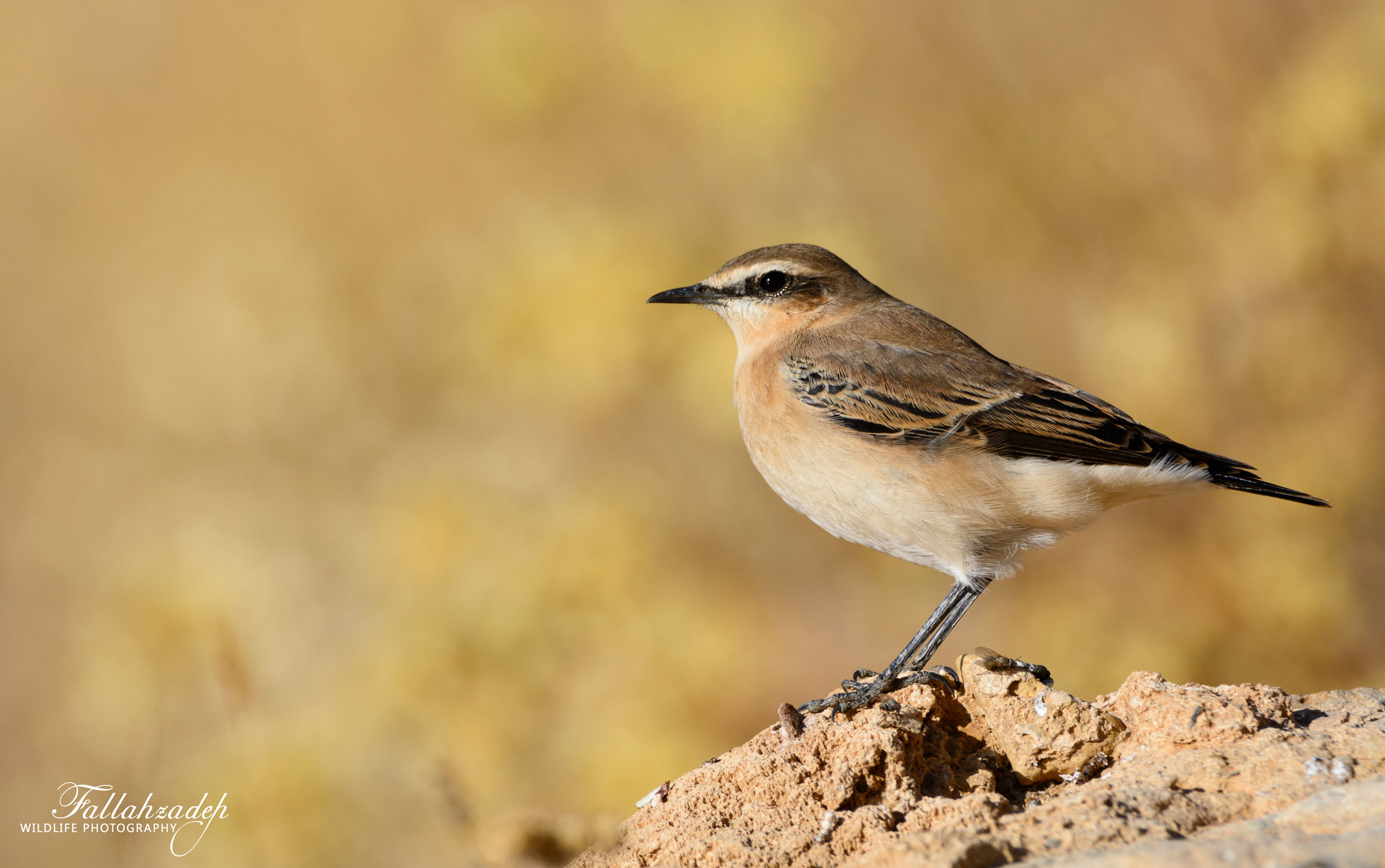 Northern Wheatear