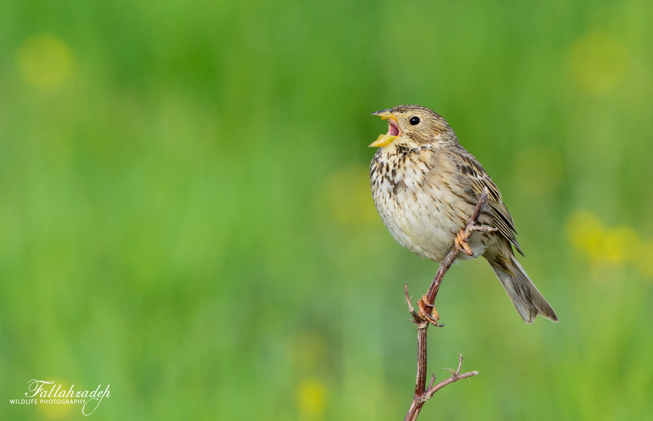 Corn Bunting