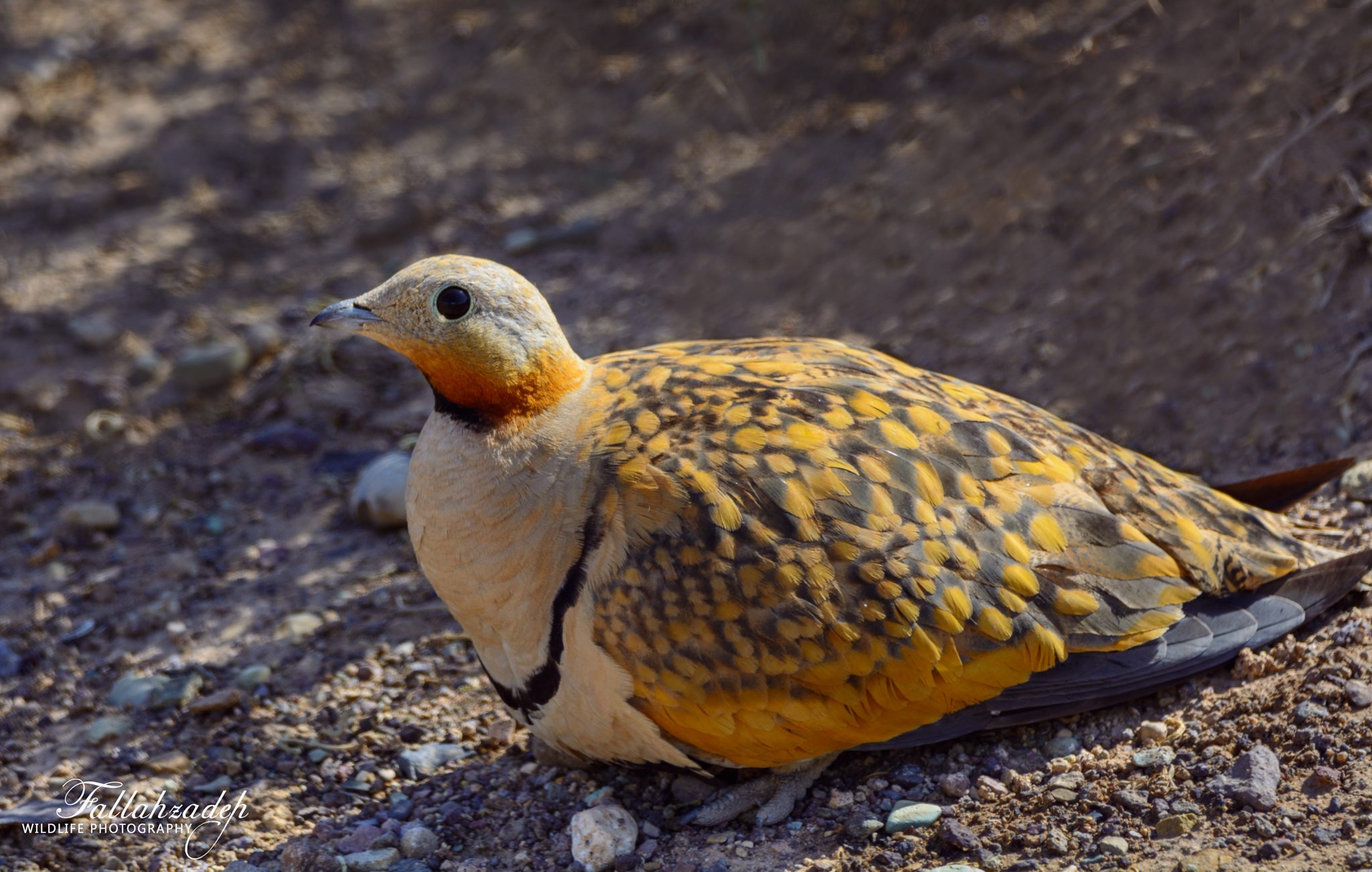 Black-bellied Sandgrouse