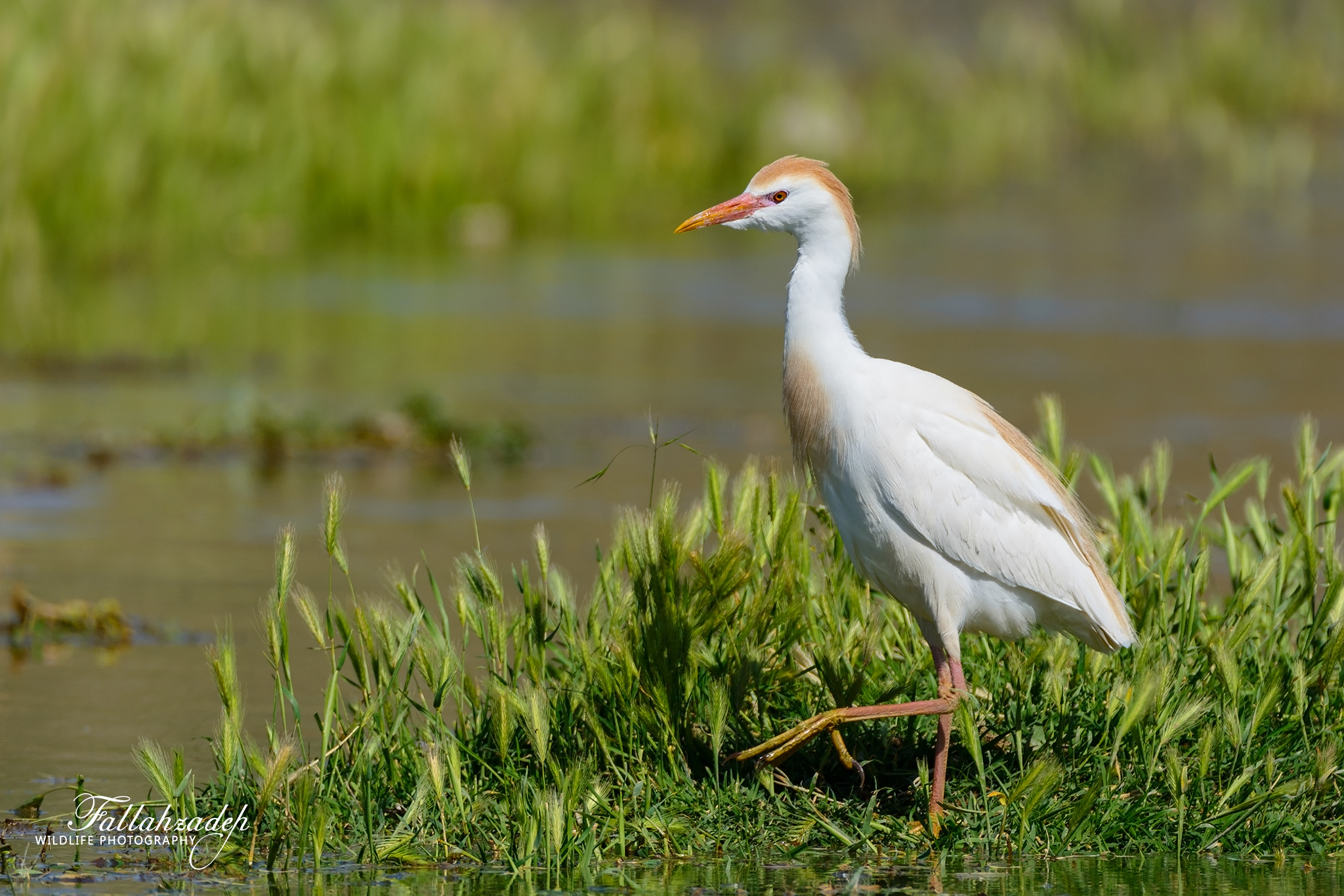Cattle Egret