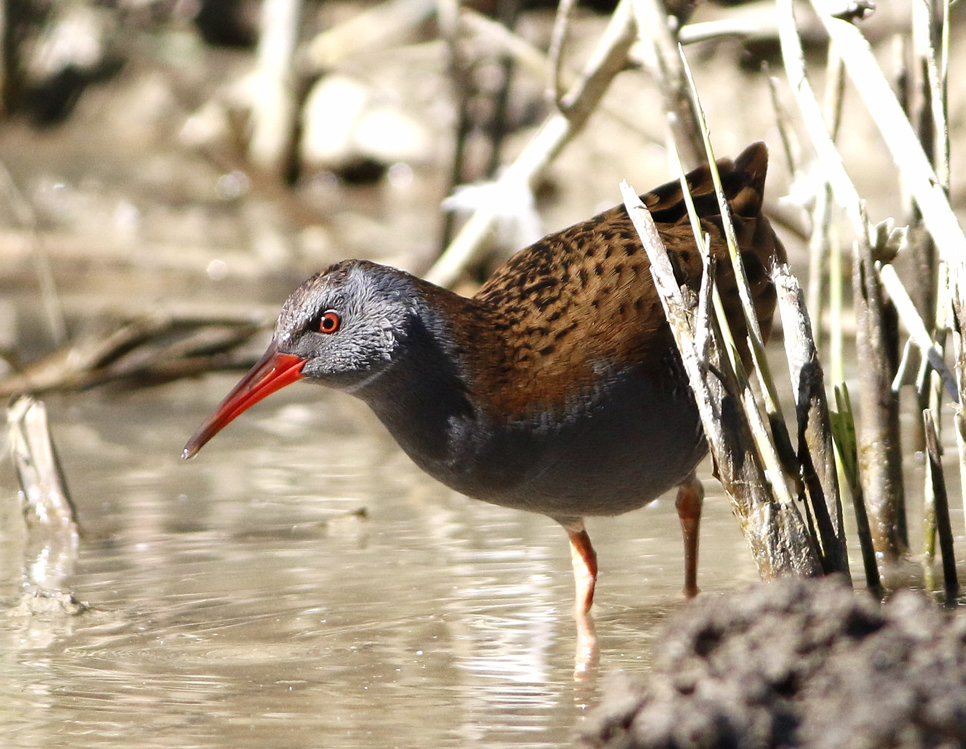 Water Rail