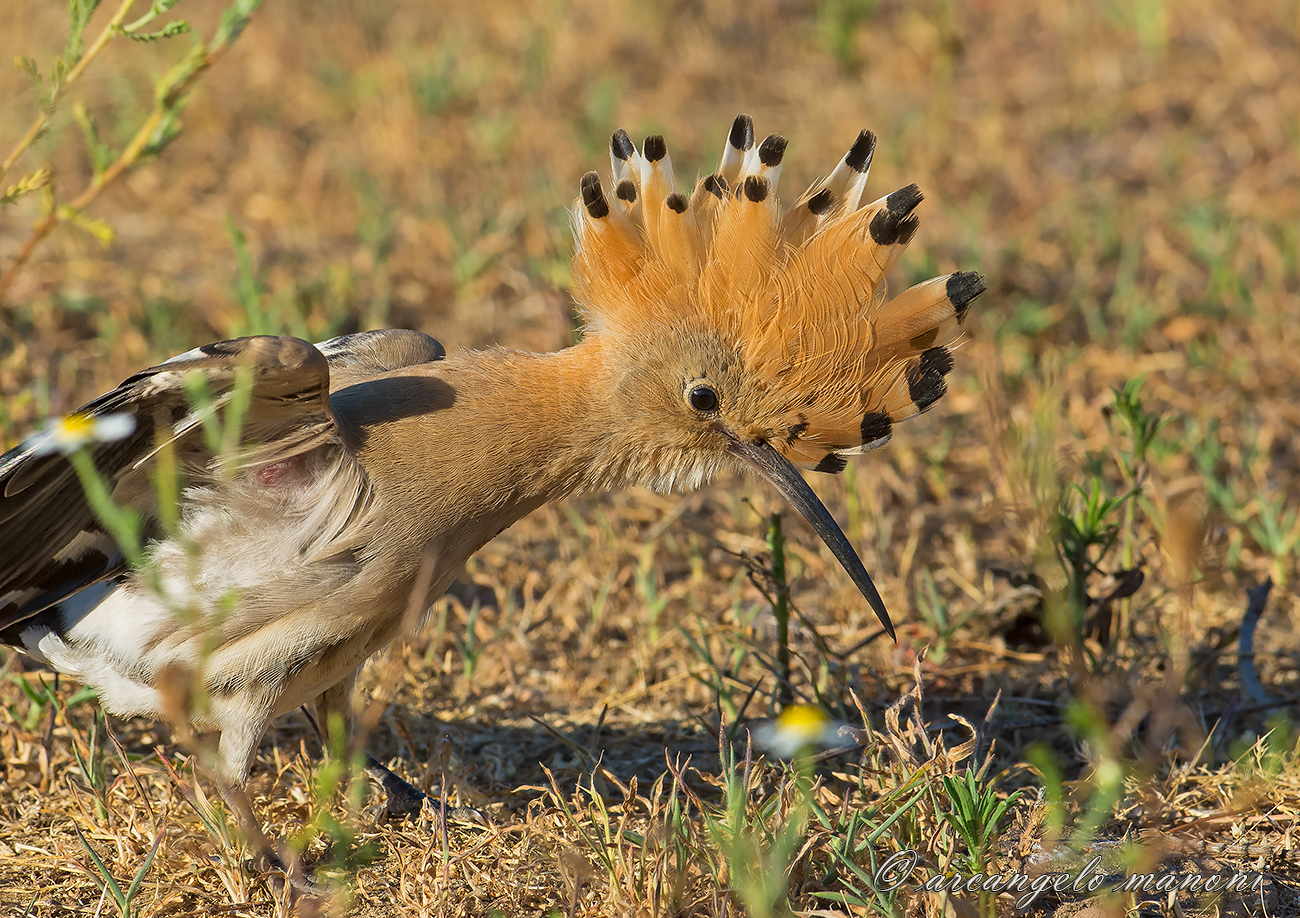 Alla ricerca delle larve