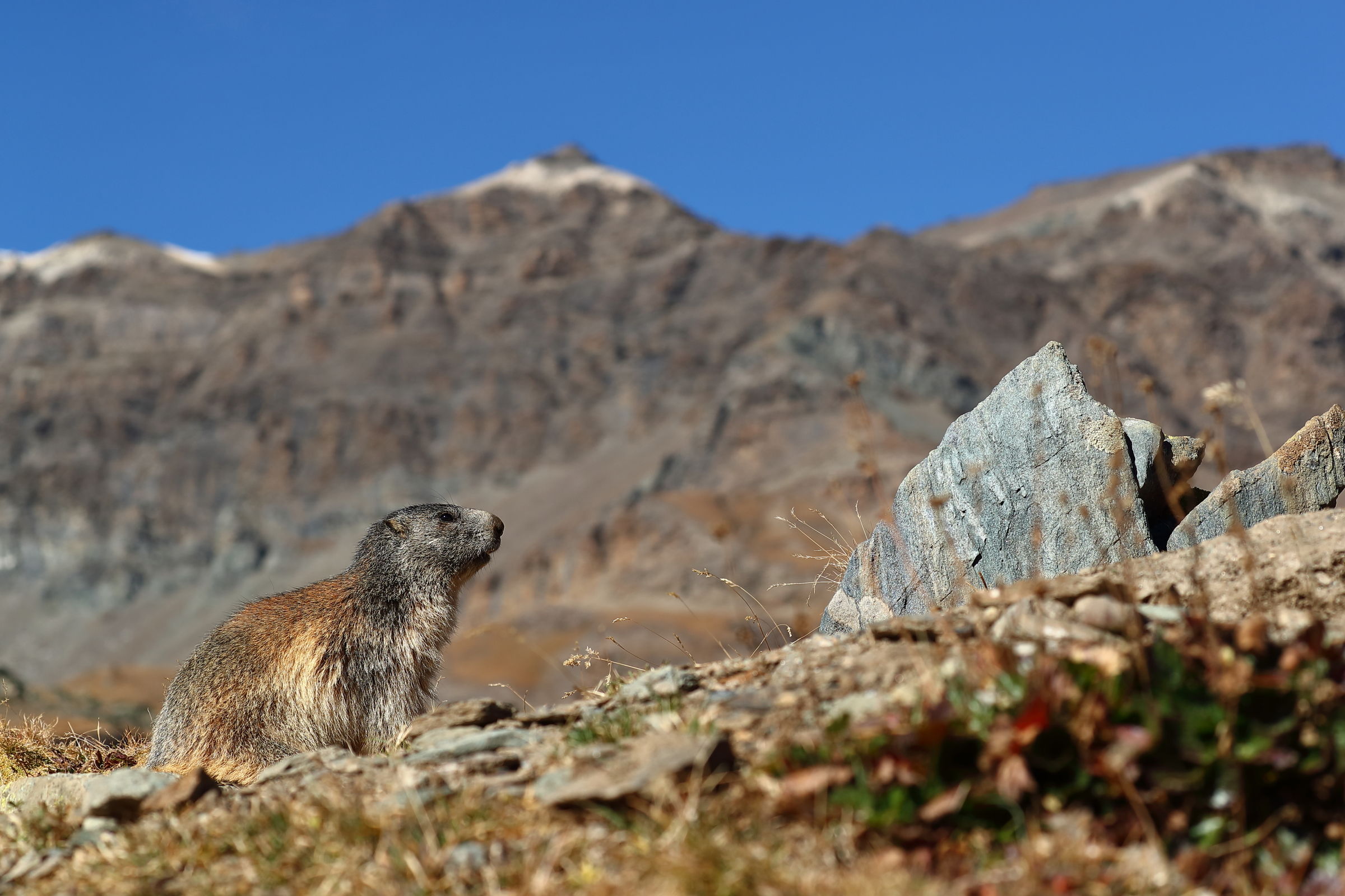 Marmotta a casa sua